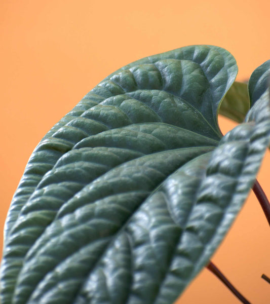 Anthurium luxurians x radicans