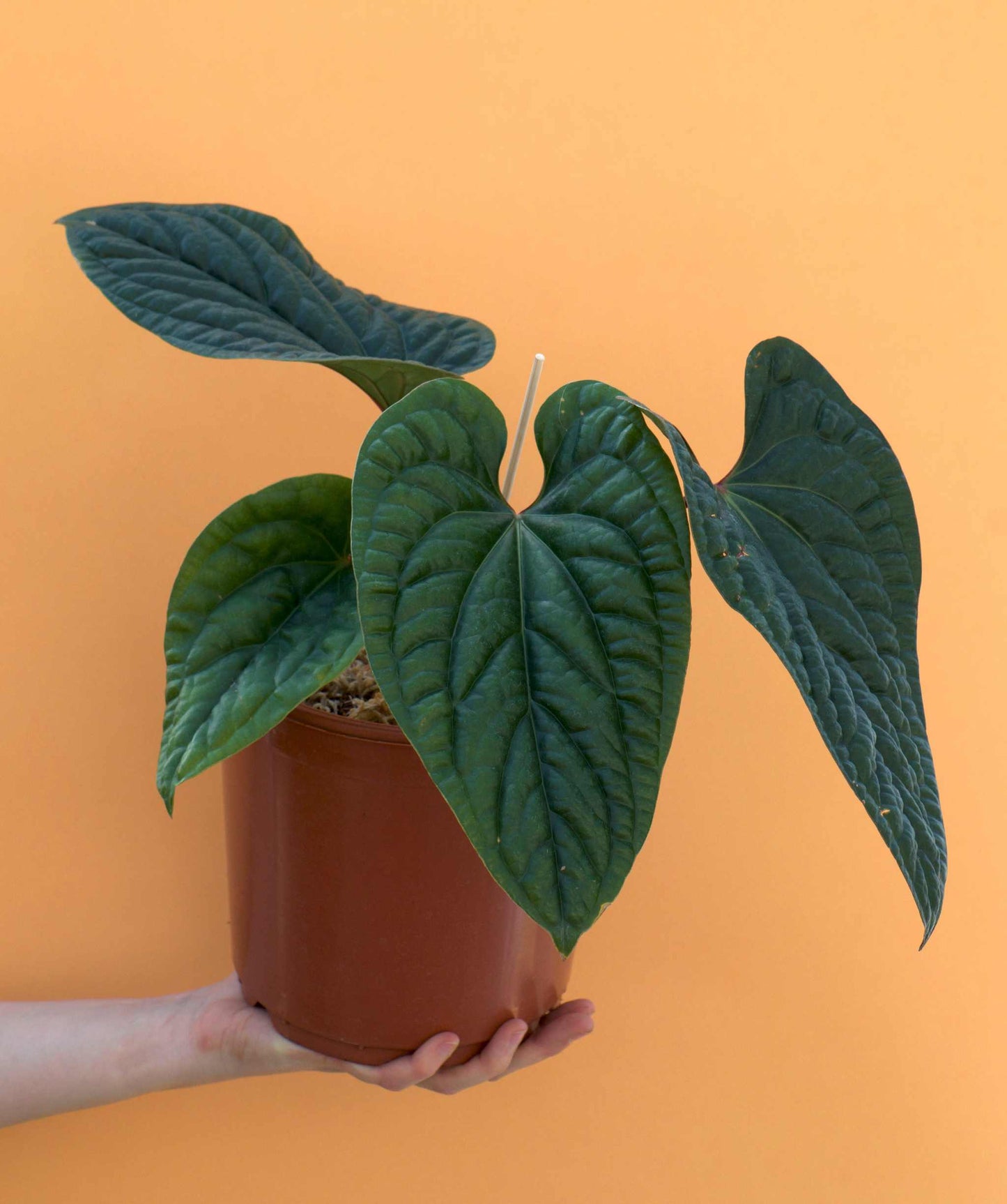 Anthurium luxurians x radicans