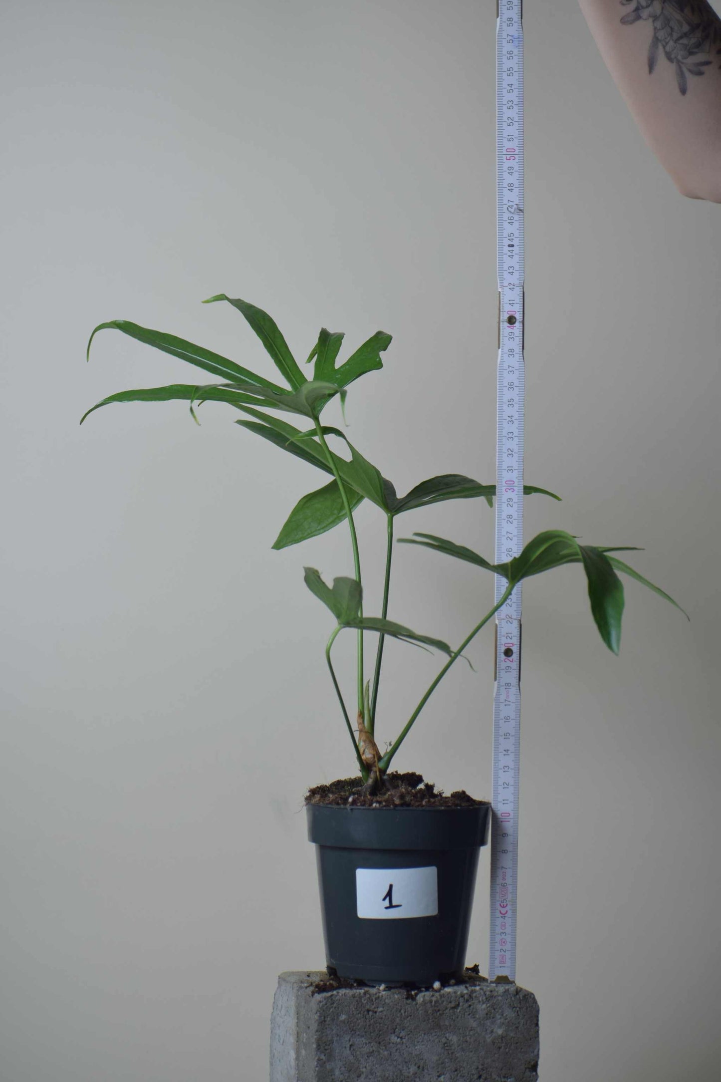Anthurium pedatoradiatum