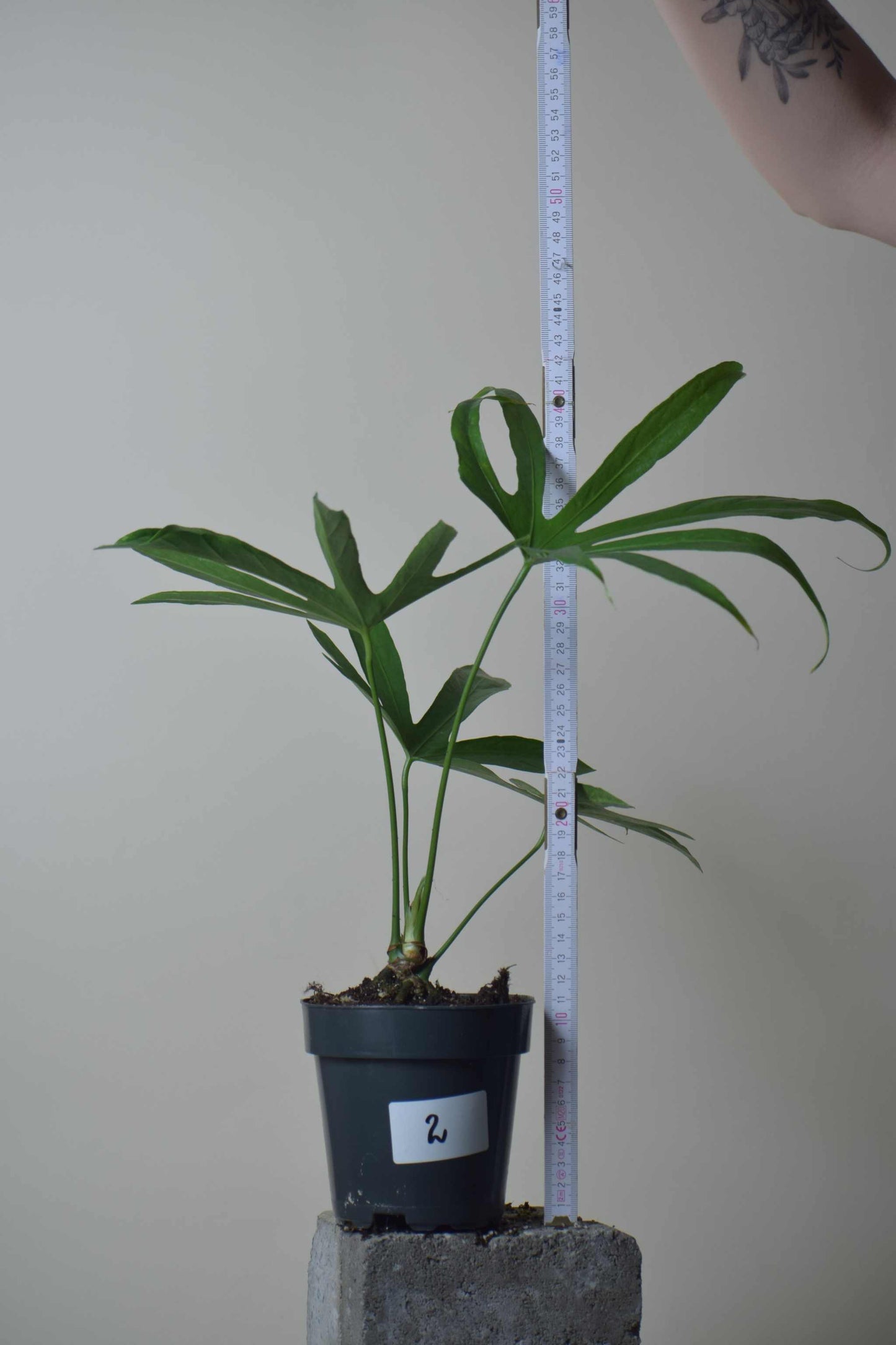Anthurium pedatoradiatum