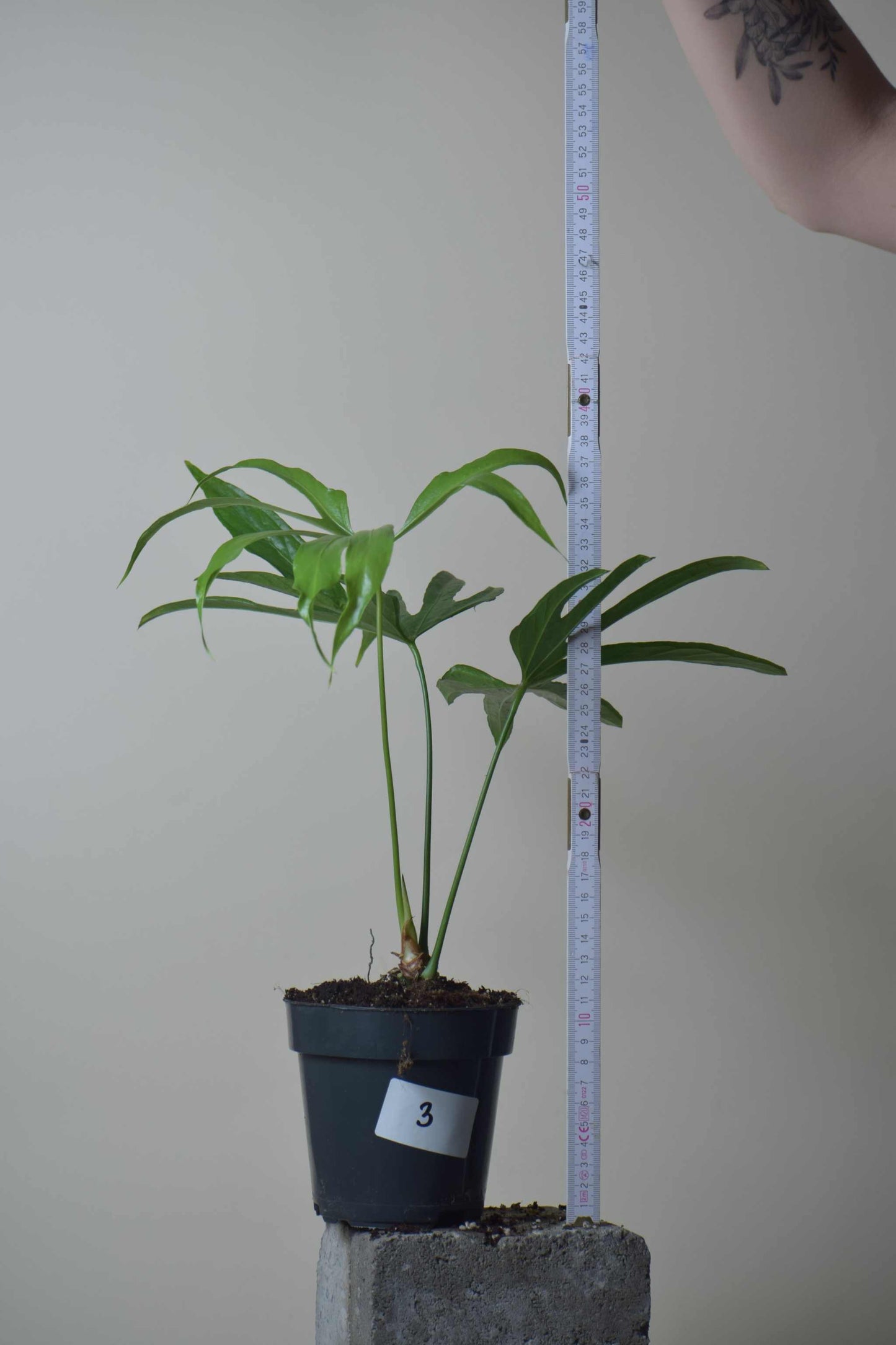 Anthurium pedatoradiatum
