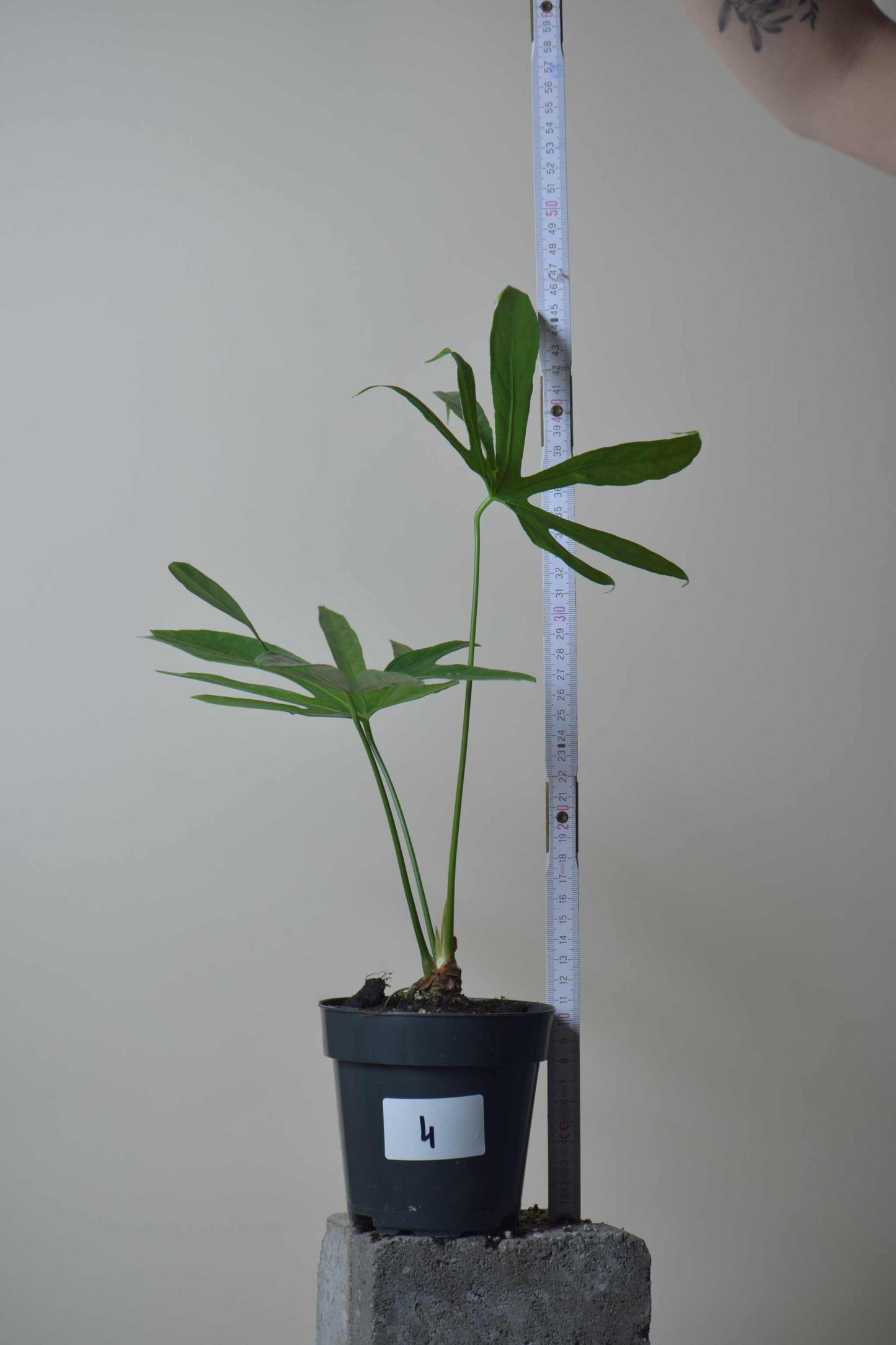 Anthurium pedatoradiatum