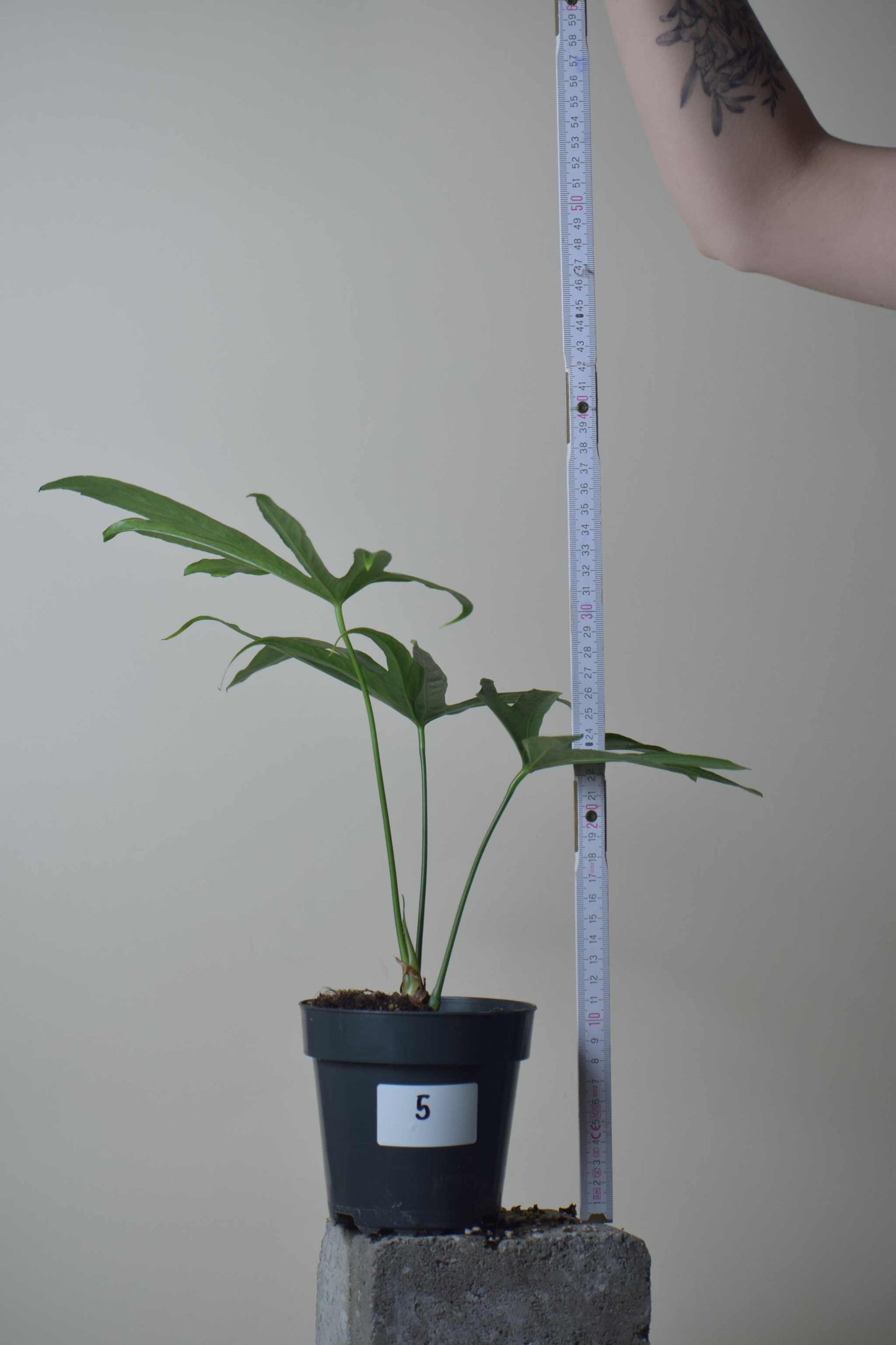 Anthurium pedatoradiatum