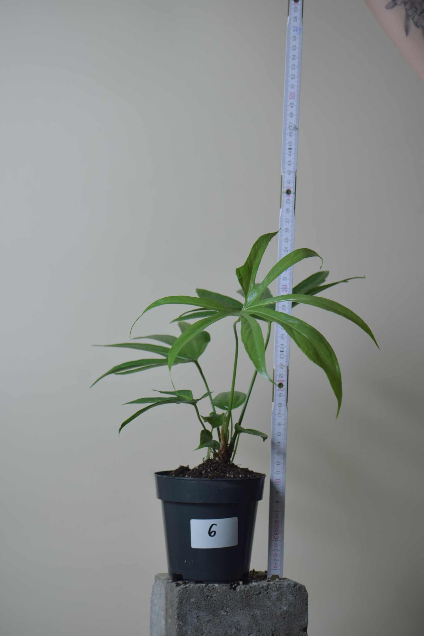 Anthurium pedatoradiatum