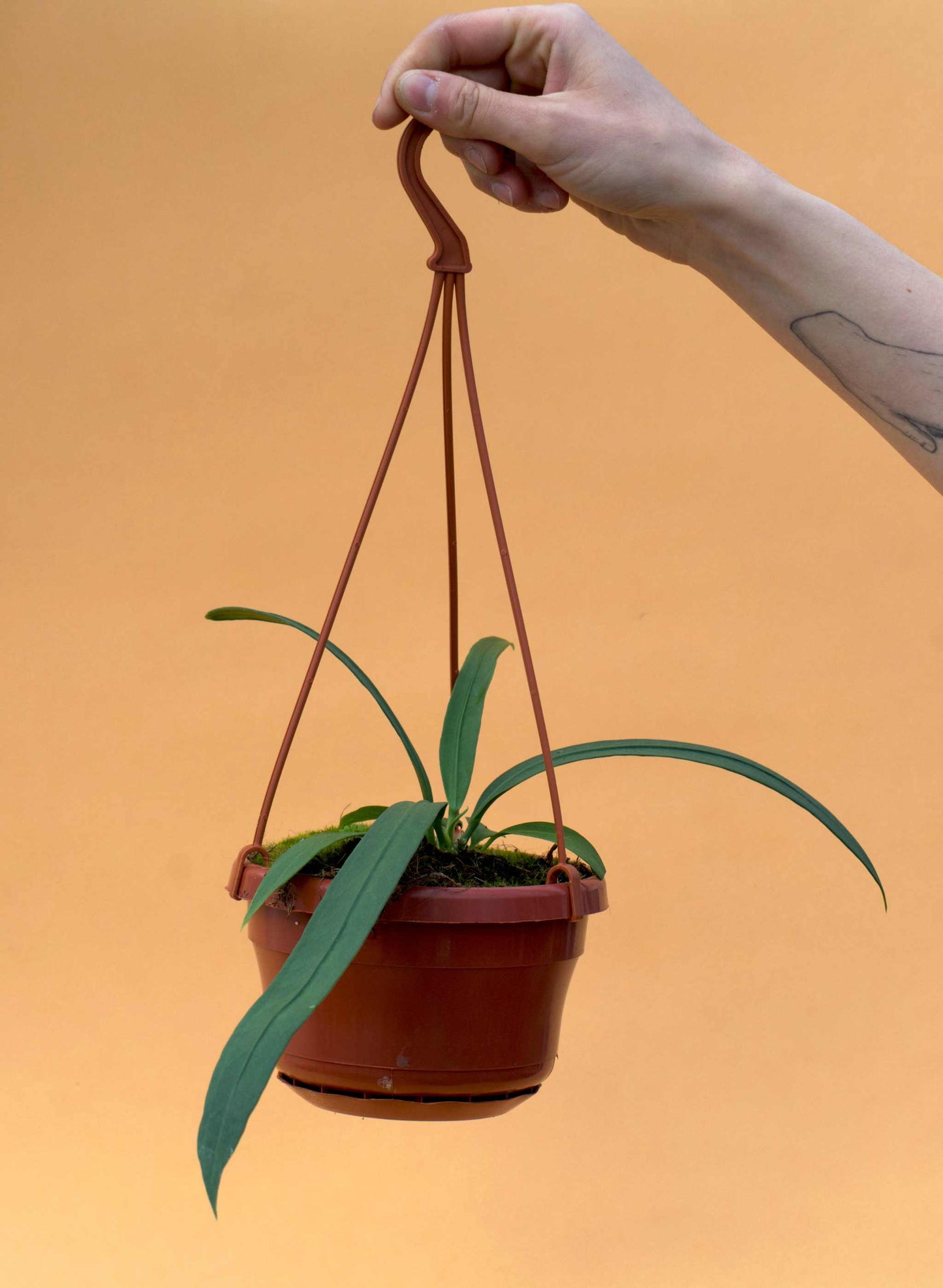 Anthurium vittariifolium