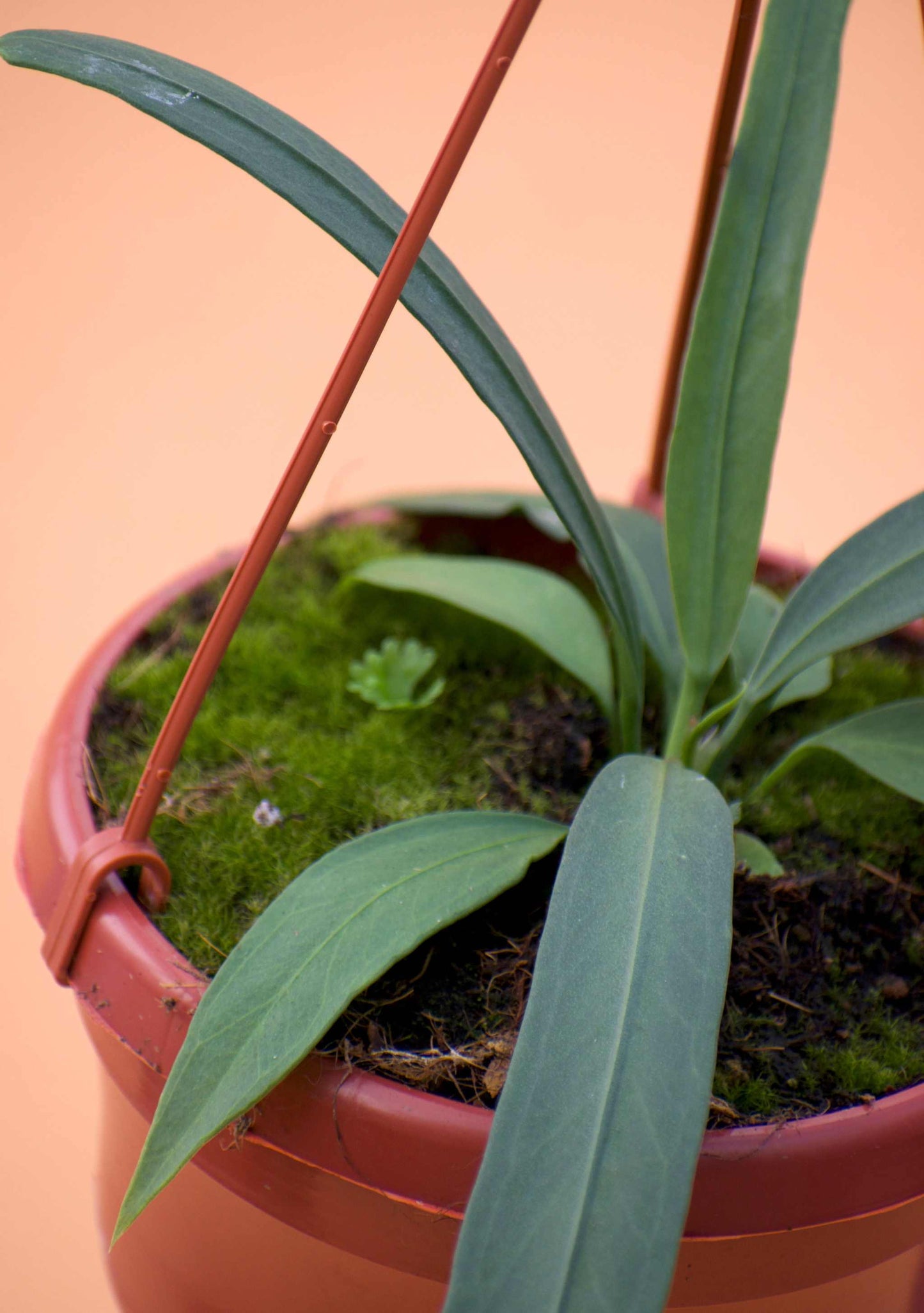 Anthurium vittariifolium