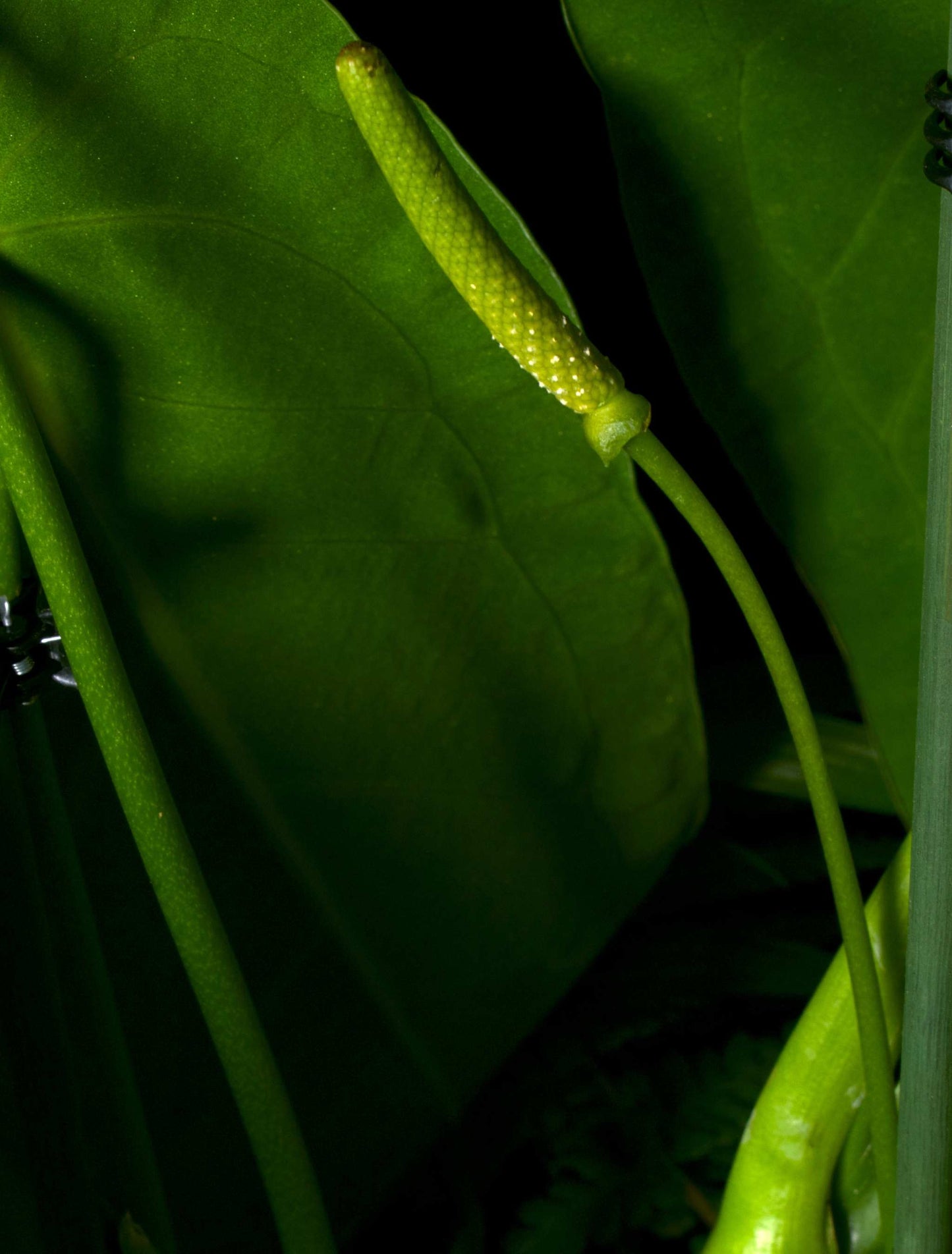 Anthurium warocqueanum blomma