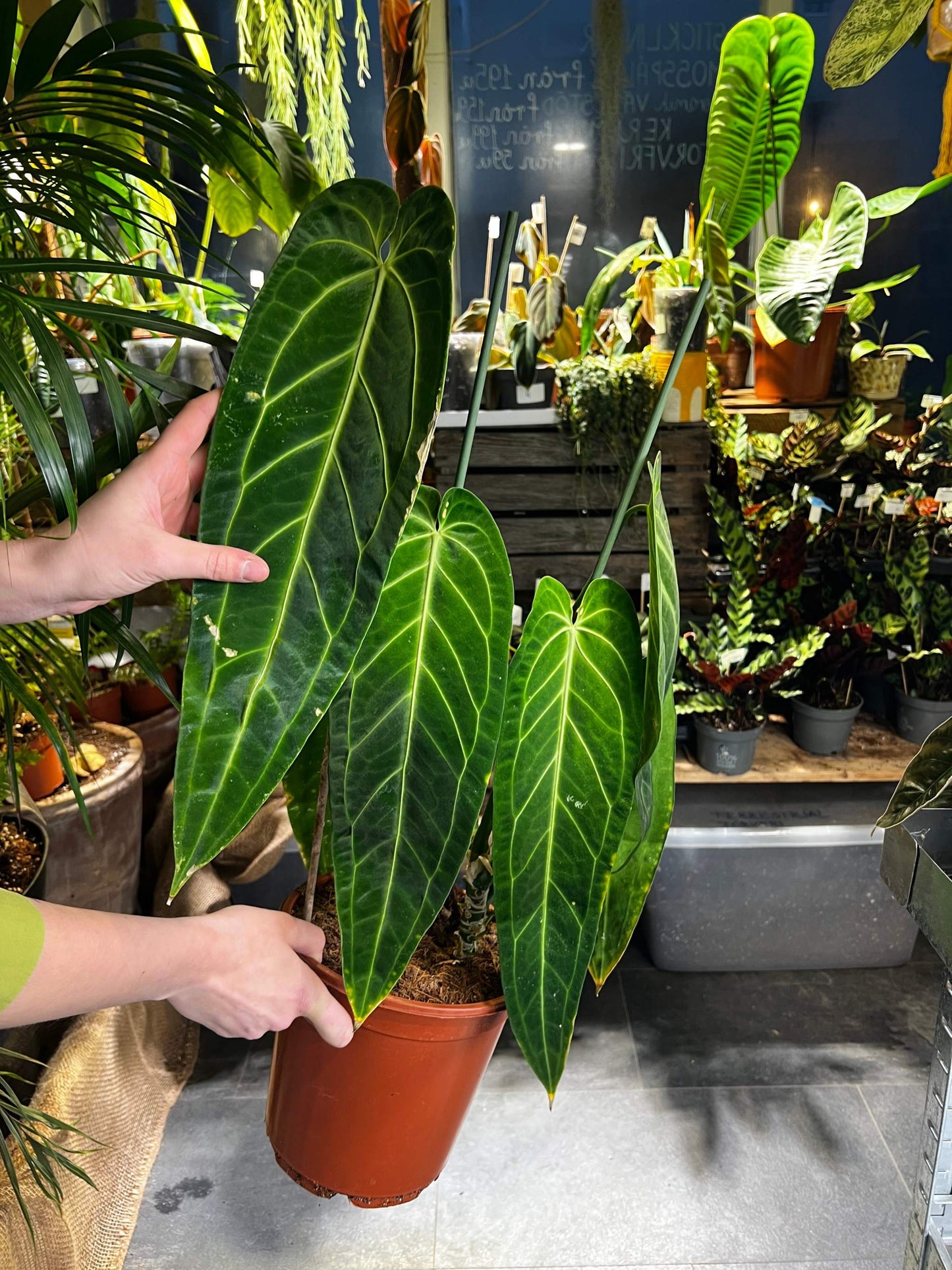 Anthurium warocqueanum stor