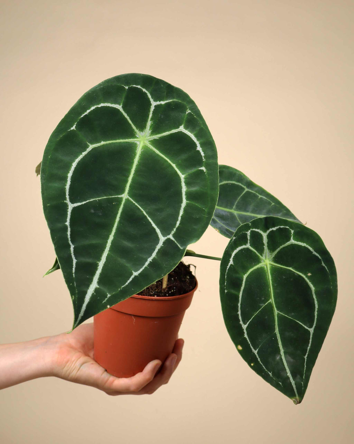 Anthurium Forgetii