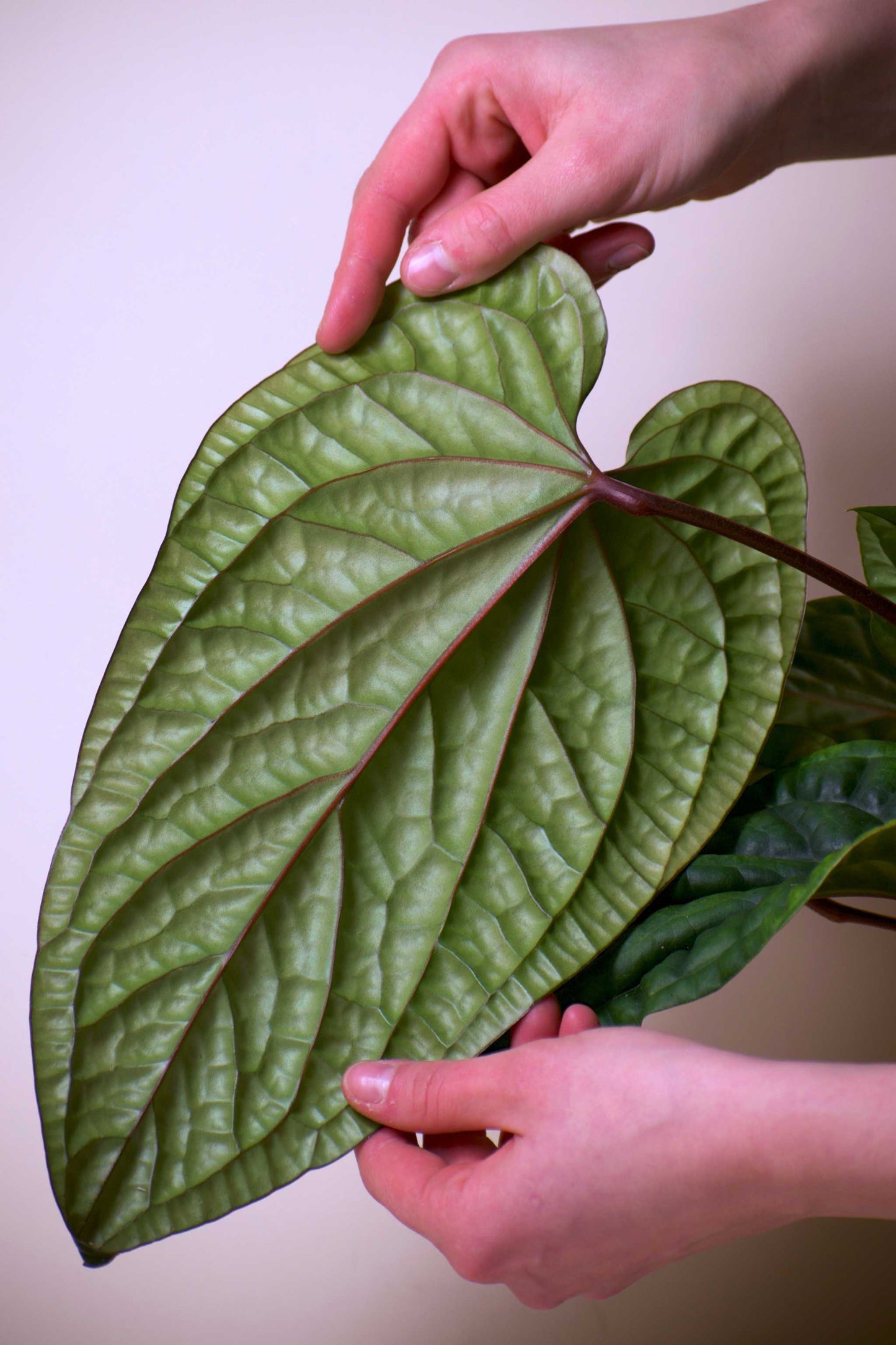 Anthurium luxurians x radicans