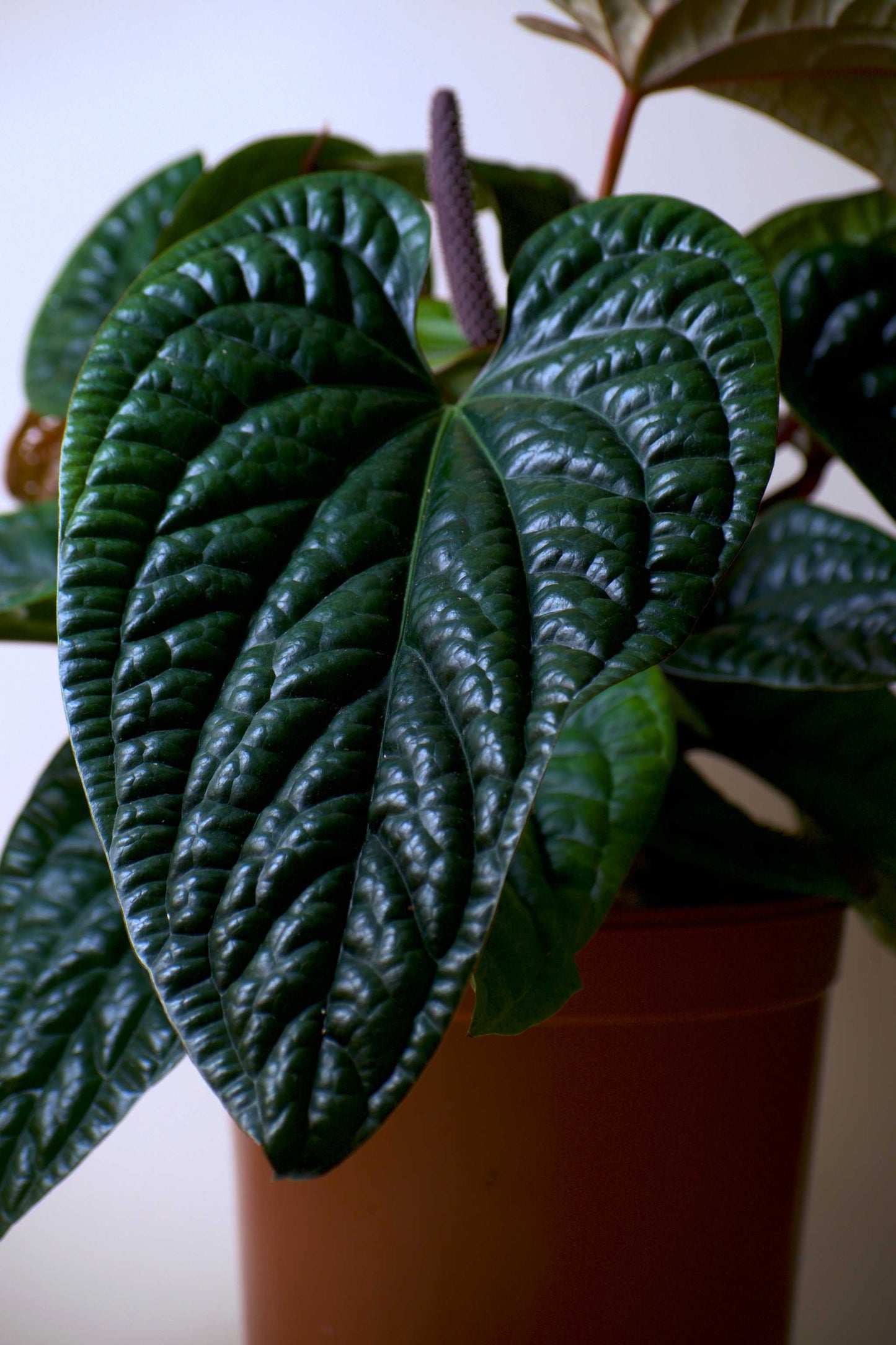 Anthurium luxurians x radicans