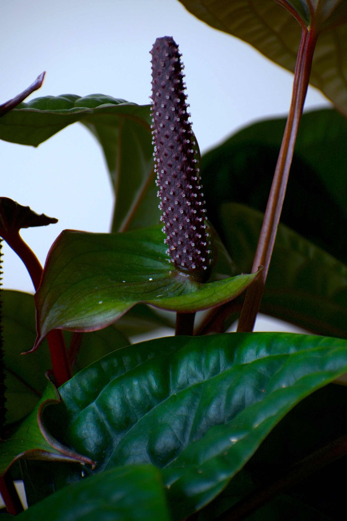 Anthurium luxurians x radicans