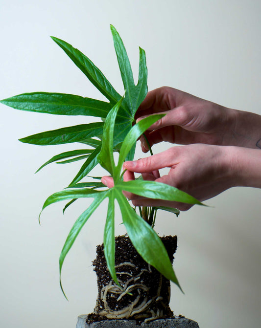 Anthurium pedatoradiatum