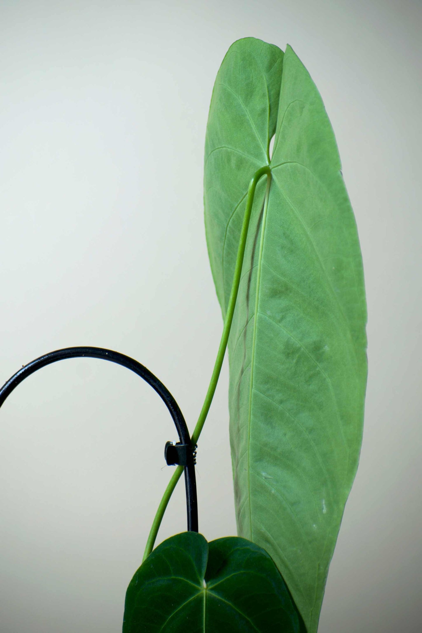 Anthurium queremalense (skadade blad)
