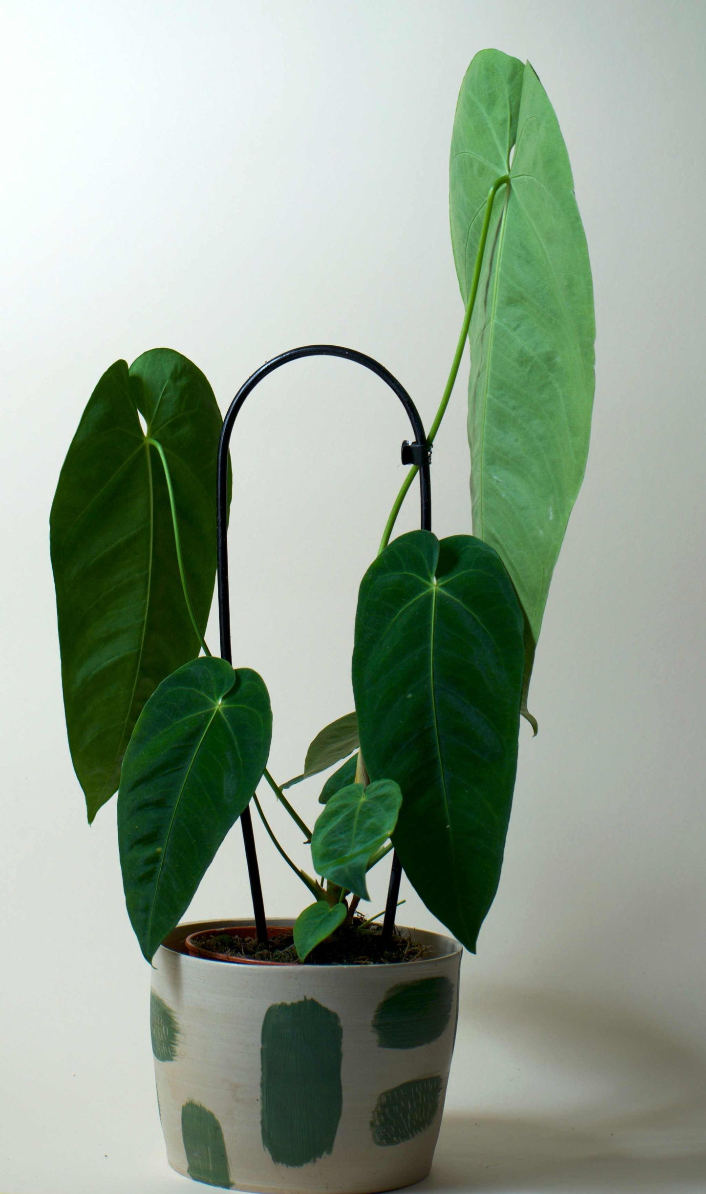 Anthurium queremalense (skadade blad)