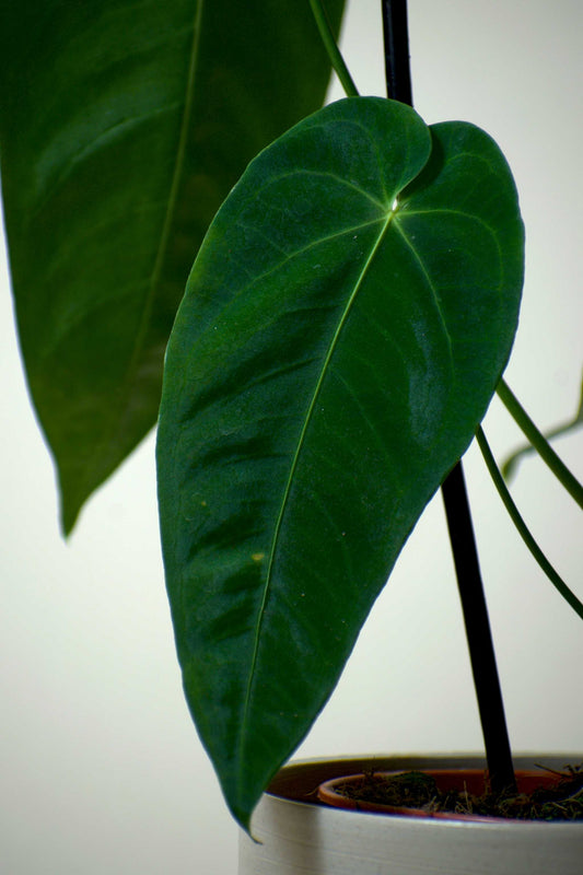 Anthurium queremalense (damaged leaves)
