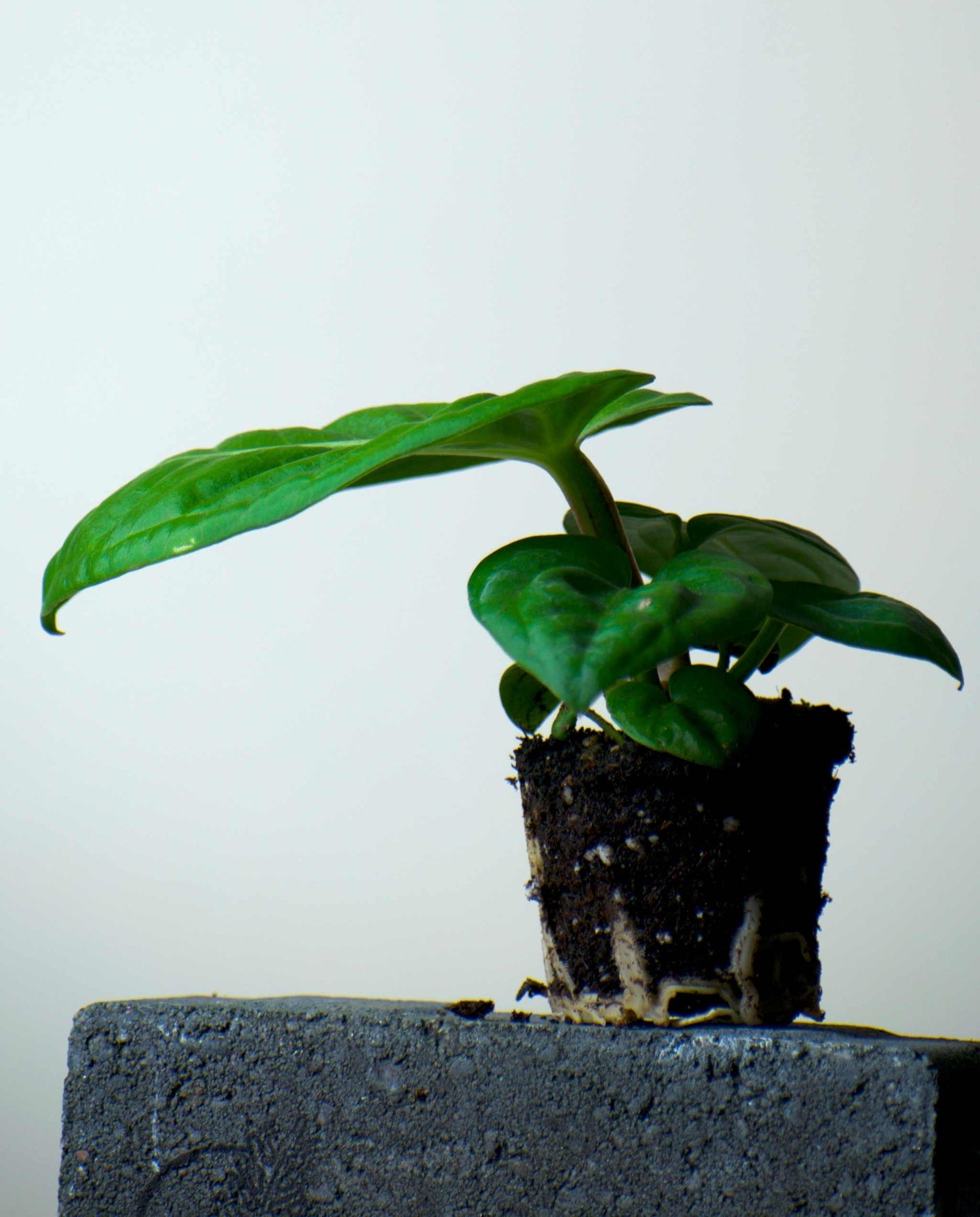 Anthurium villenaorum