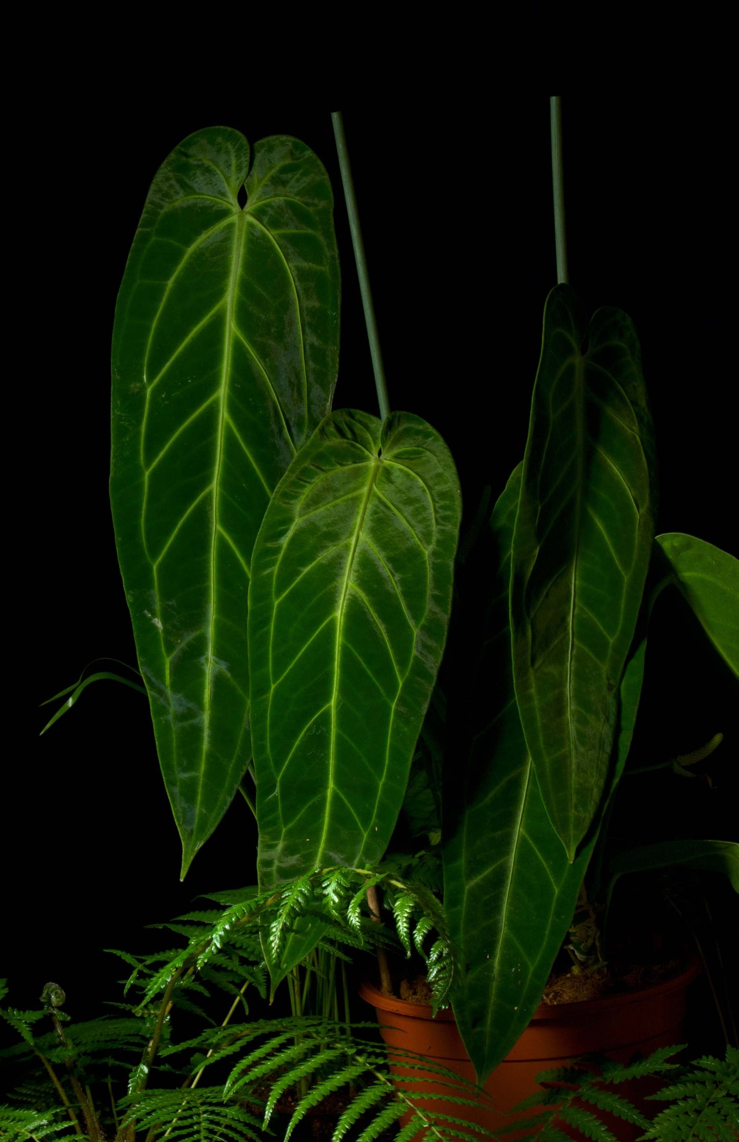 Anthuriumwarocqueanum