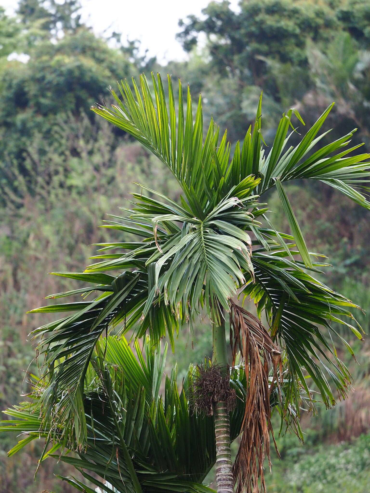 Areca catechu | Betelpalm