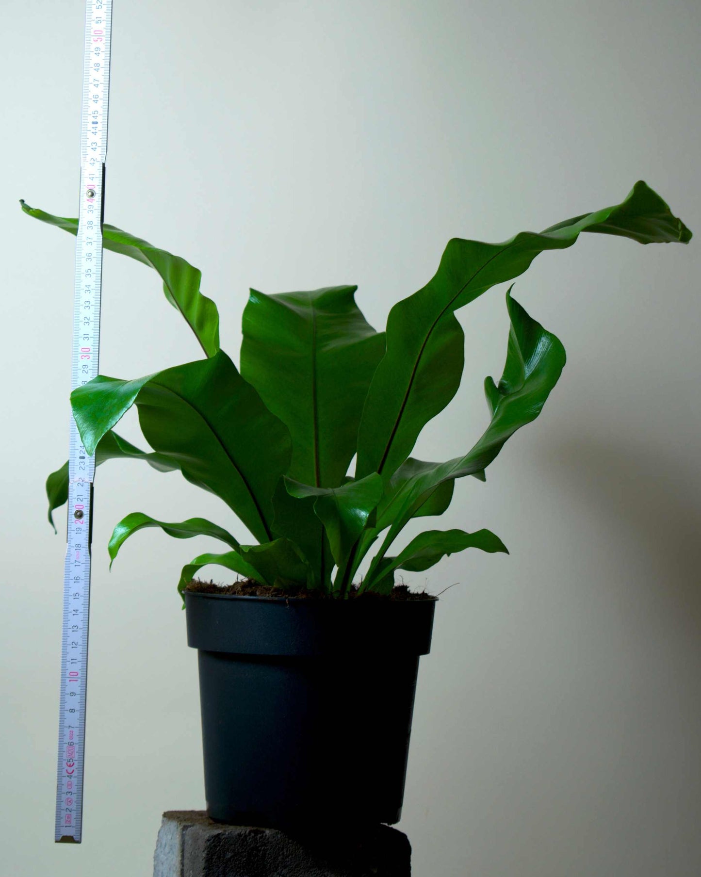 Asplenium nidus | Fågelbobräken