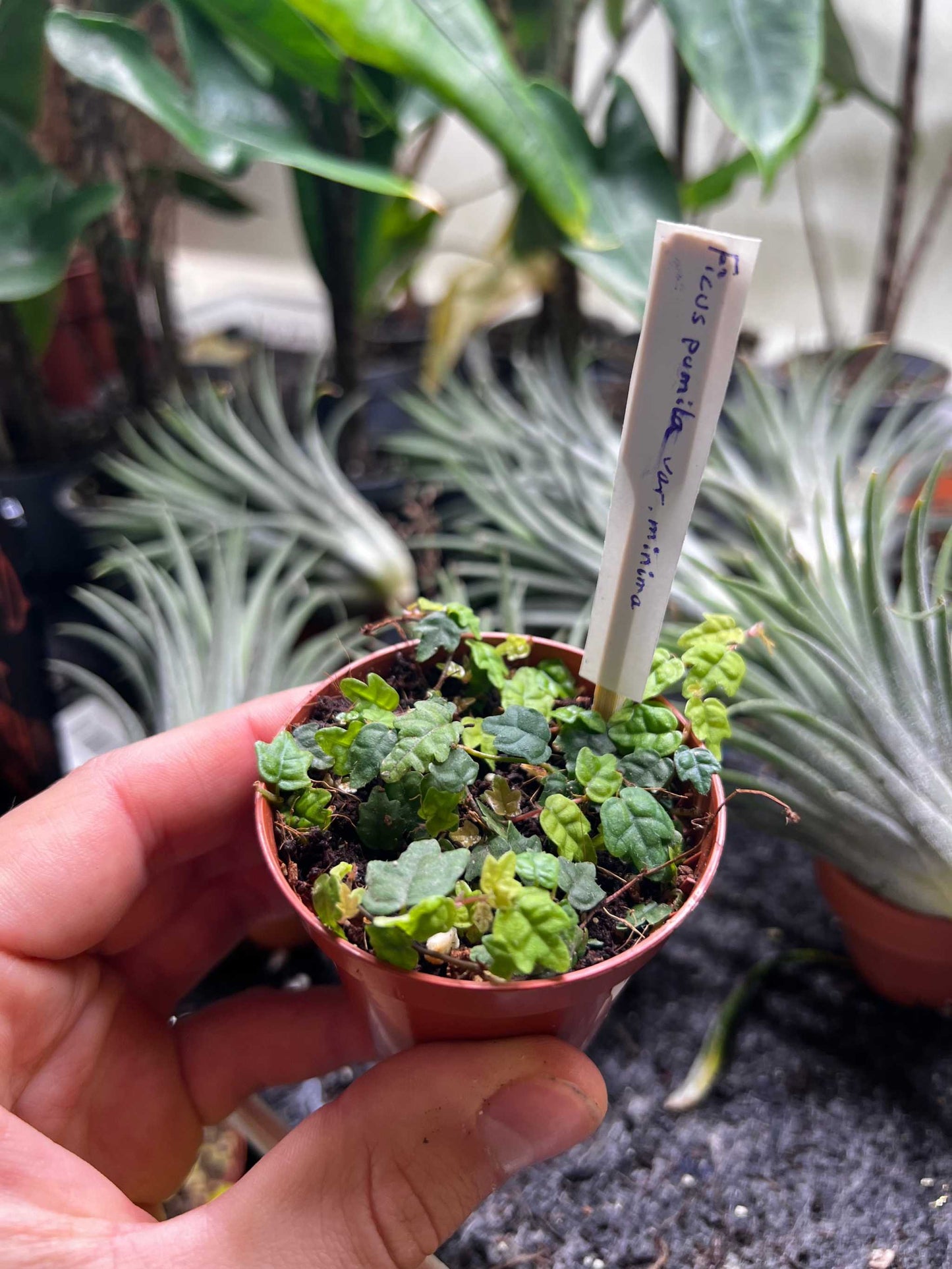 Ficus pumila 'klätterfikus'