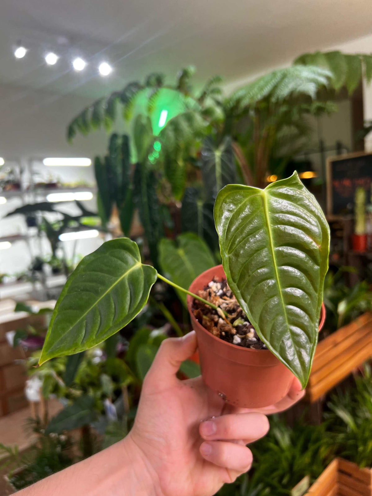 Anthurium veitchii