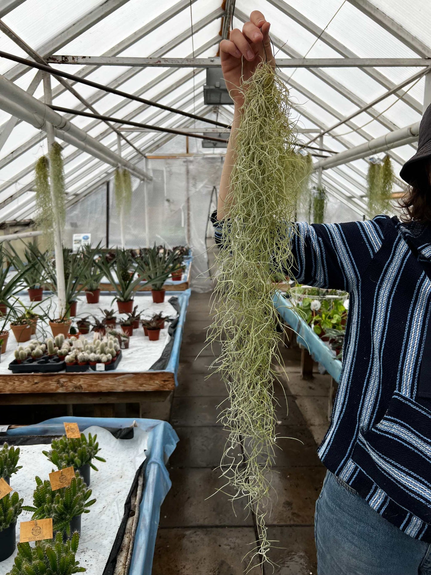 Tillandsia usneoides 'Spansk mossa'