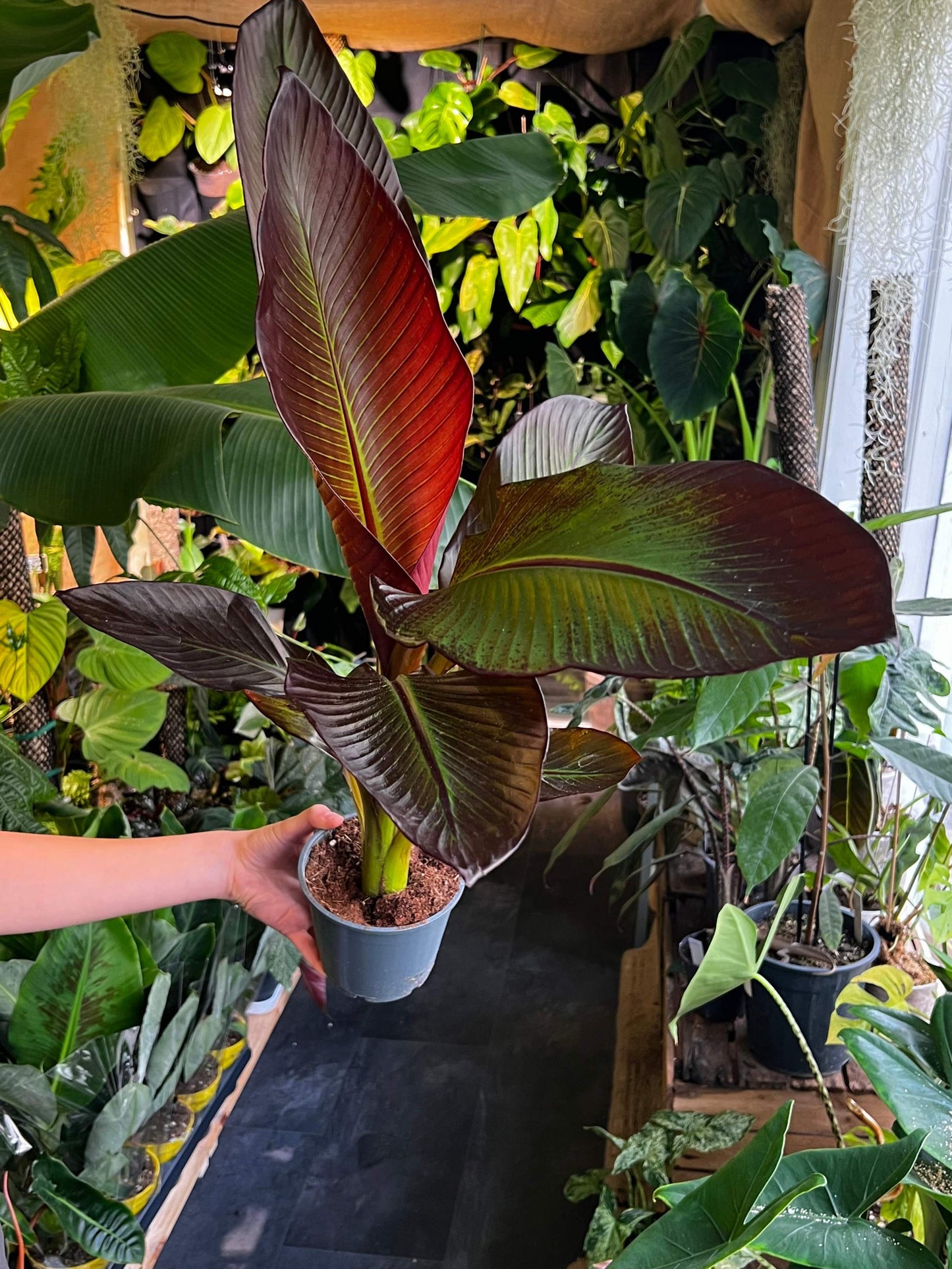 Ensete ventricosum 'Maurelii' - Rote Banane