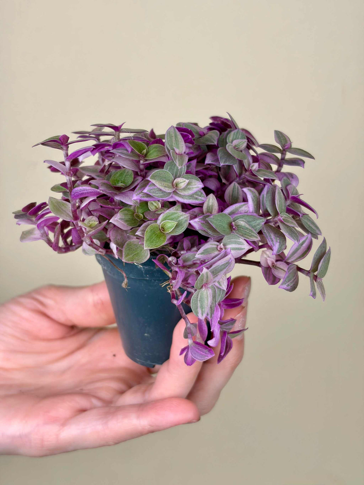 Callisia repens 'Pink Lady'
