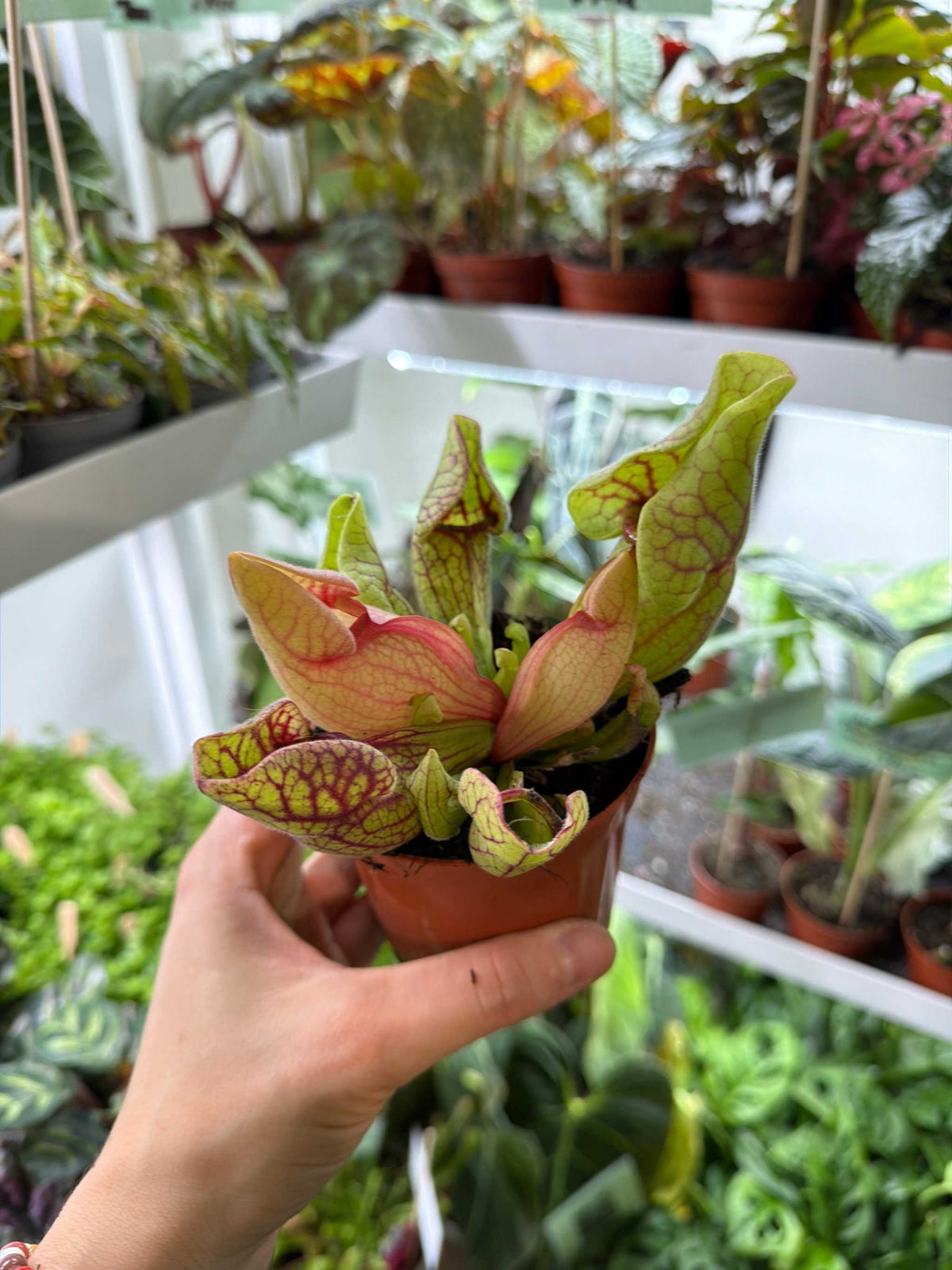 Sarracenia purpurea subsp. venosa