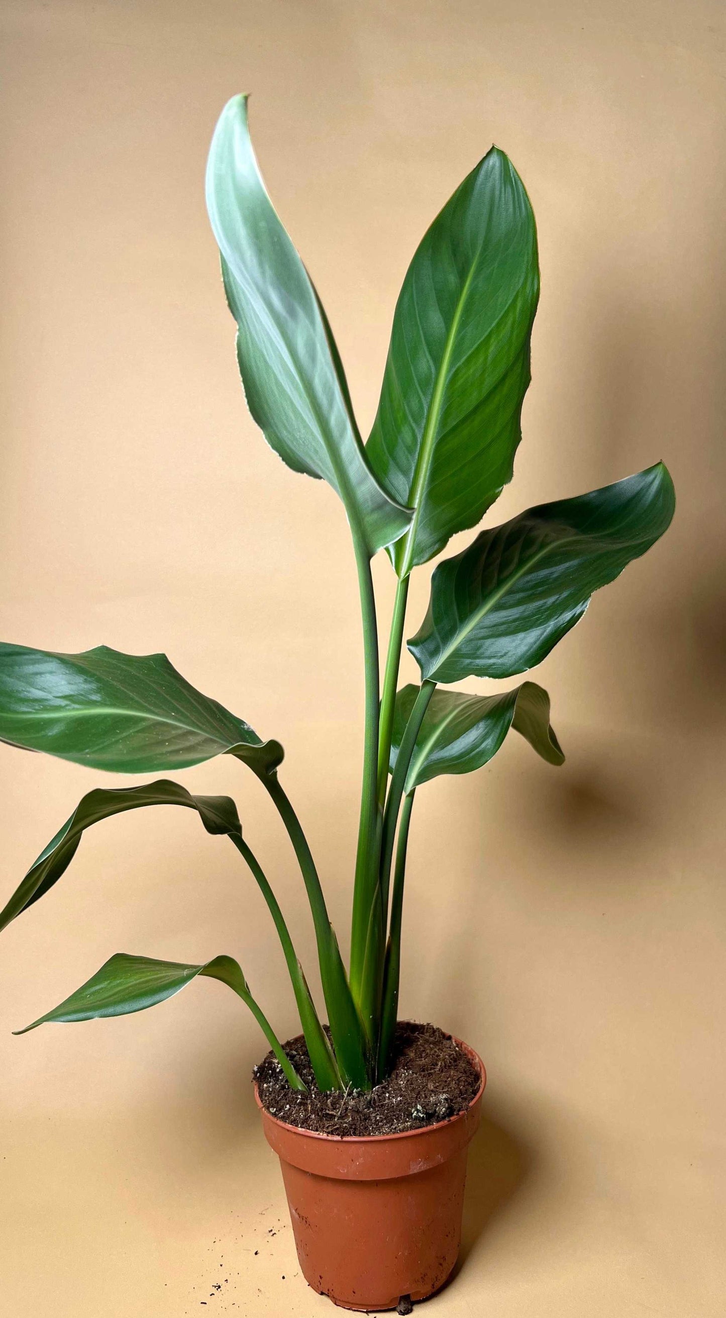 Papegojblomma 'Strelitzia reginae'