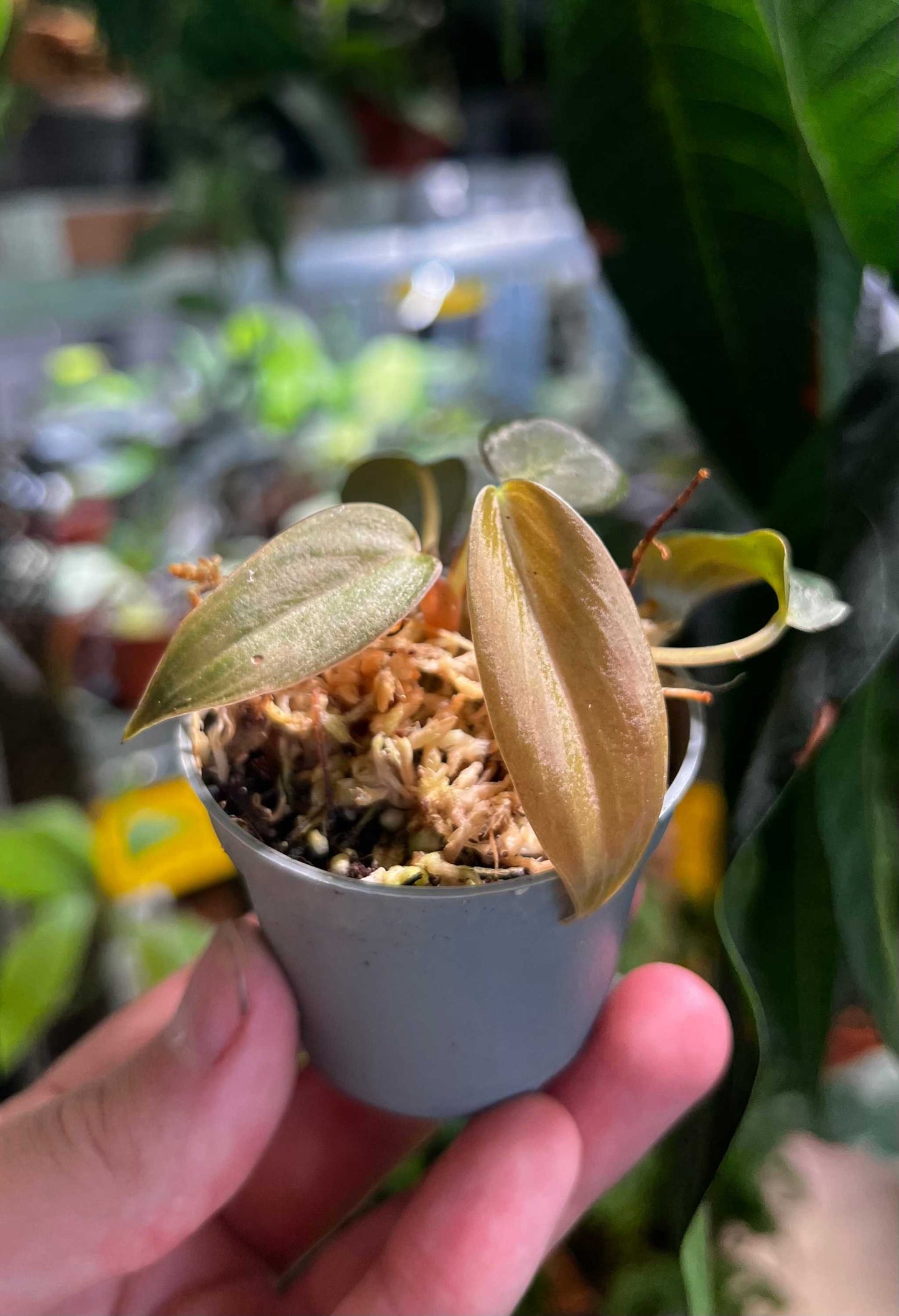Philodendron gigas