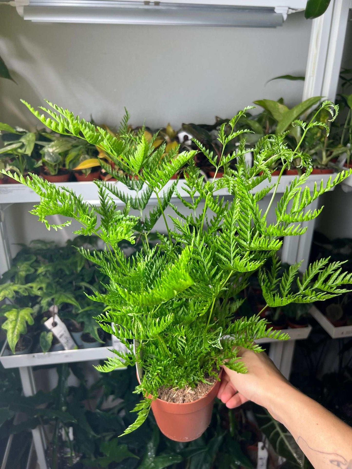 Pteris dentata
