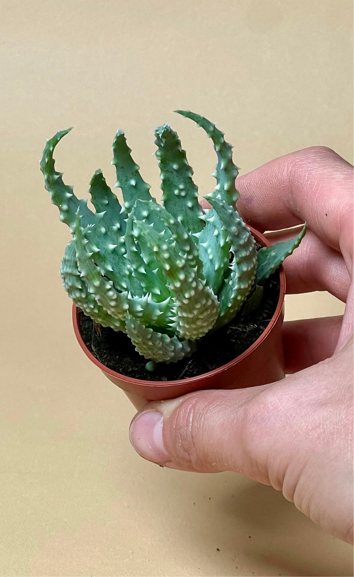Aloe humilis 'vårtaloe'