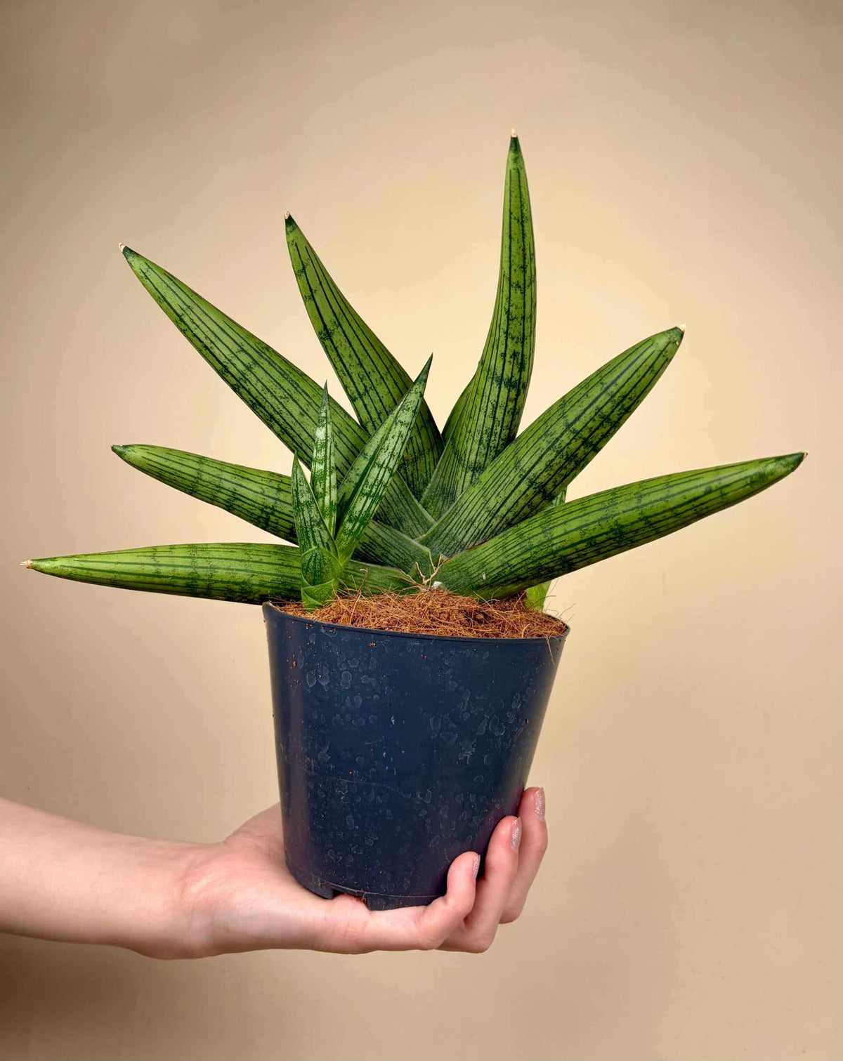 Sansevieria x 'Rookie'