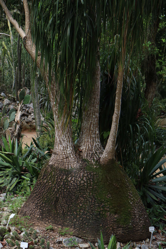 Beaucarnea recurvata 'Ponytail palm'