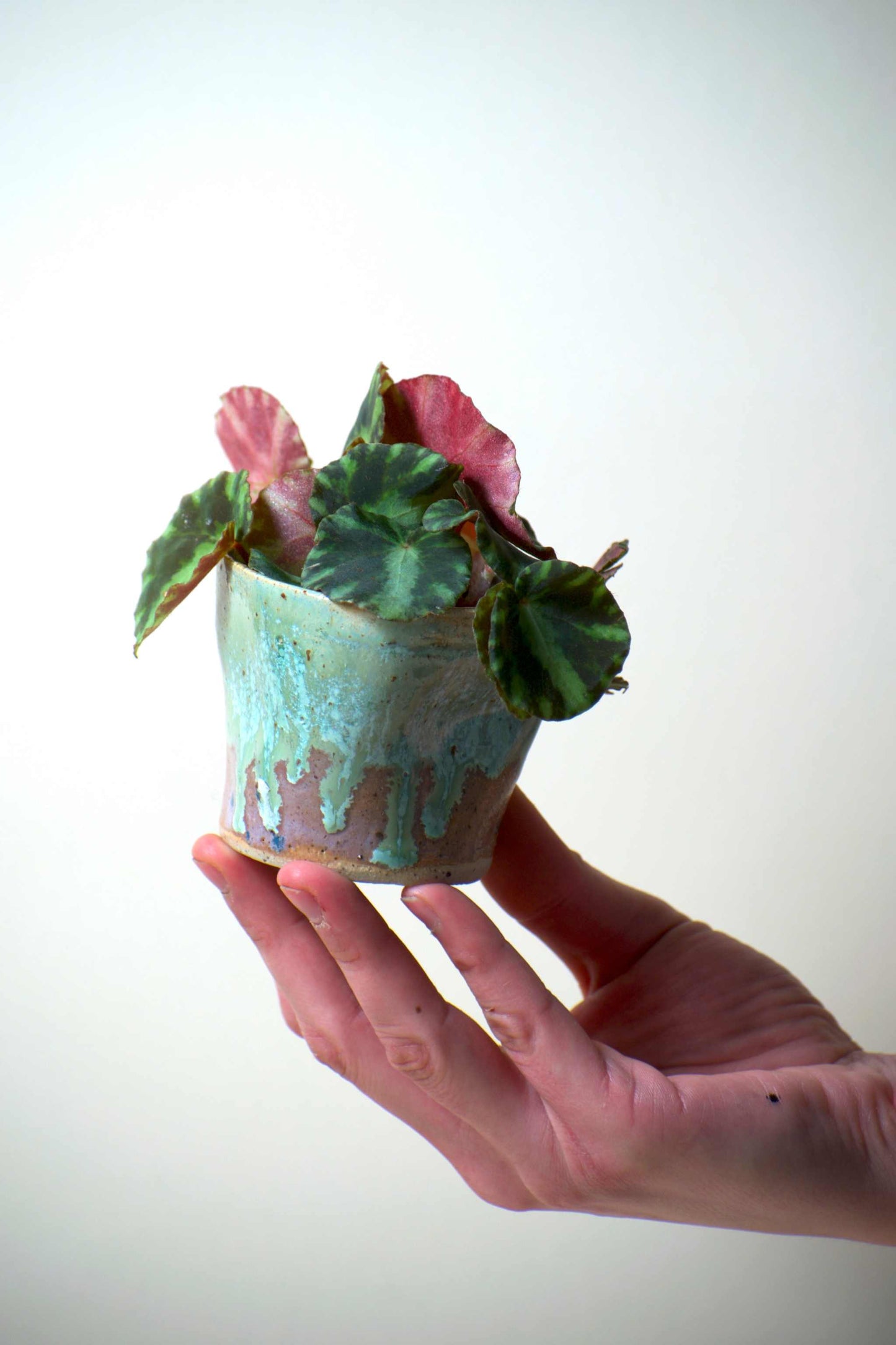 Begonia cleopatrae