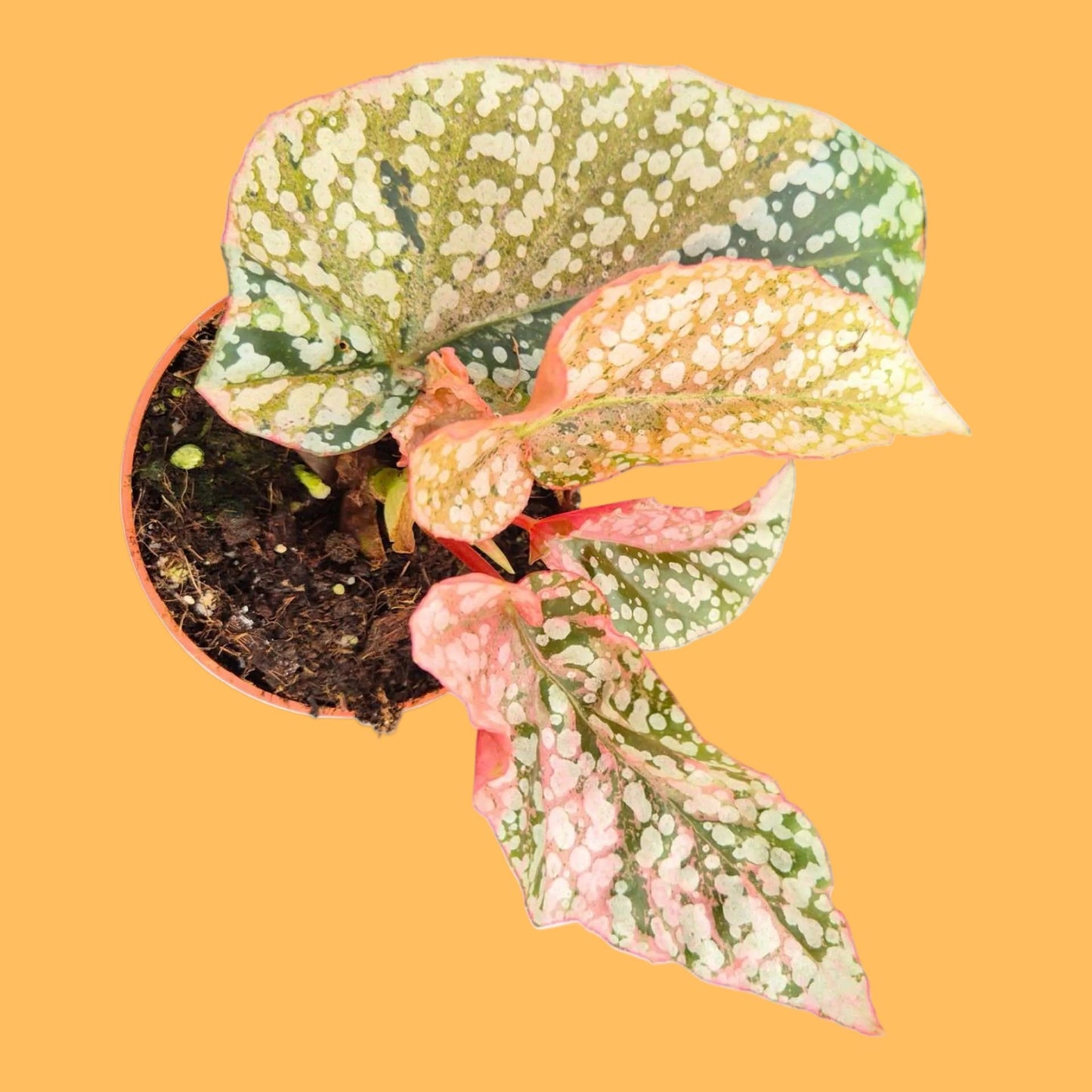Begonia Snowcap Variegata