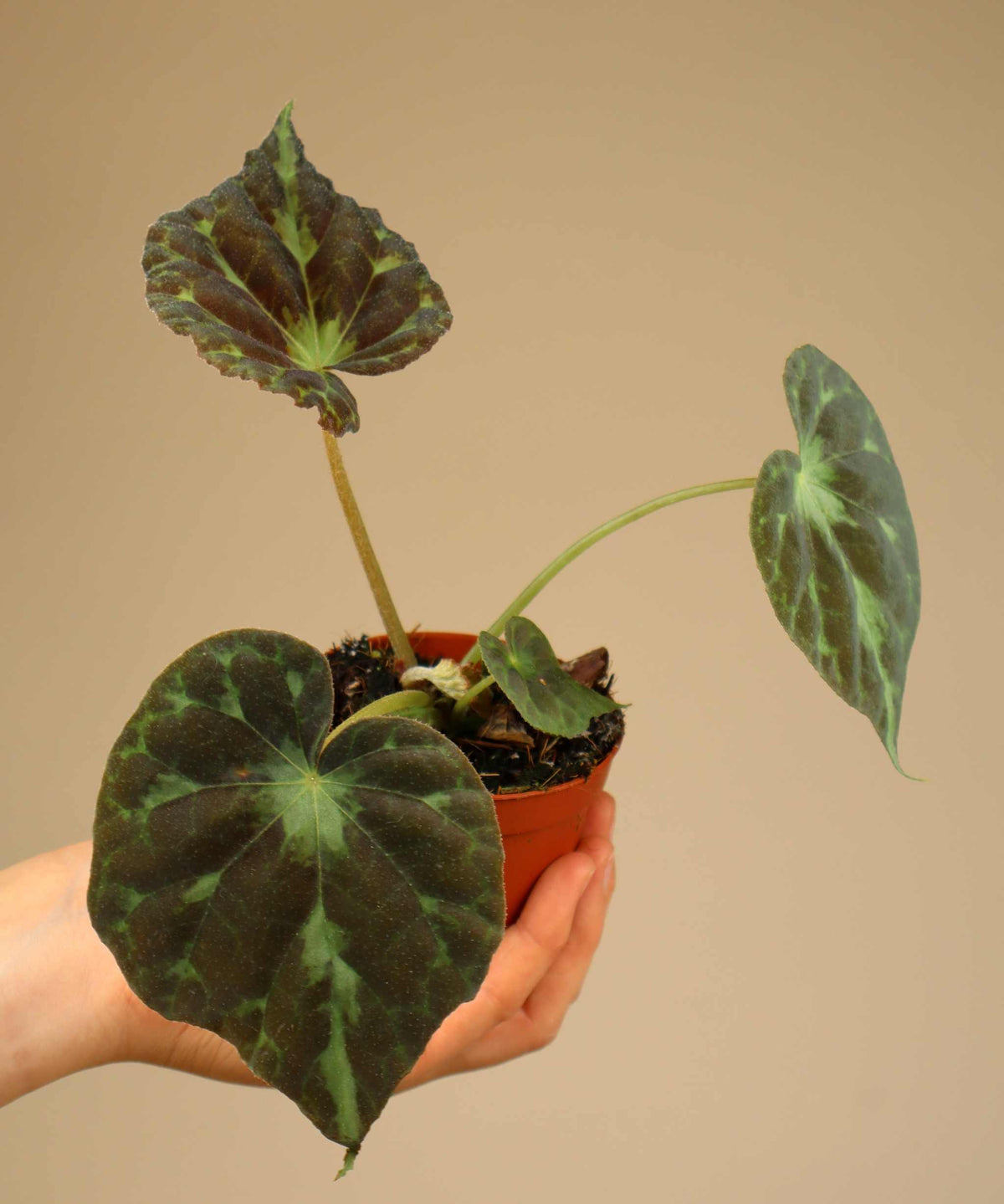 Begonia barsalouxiae
