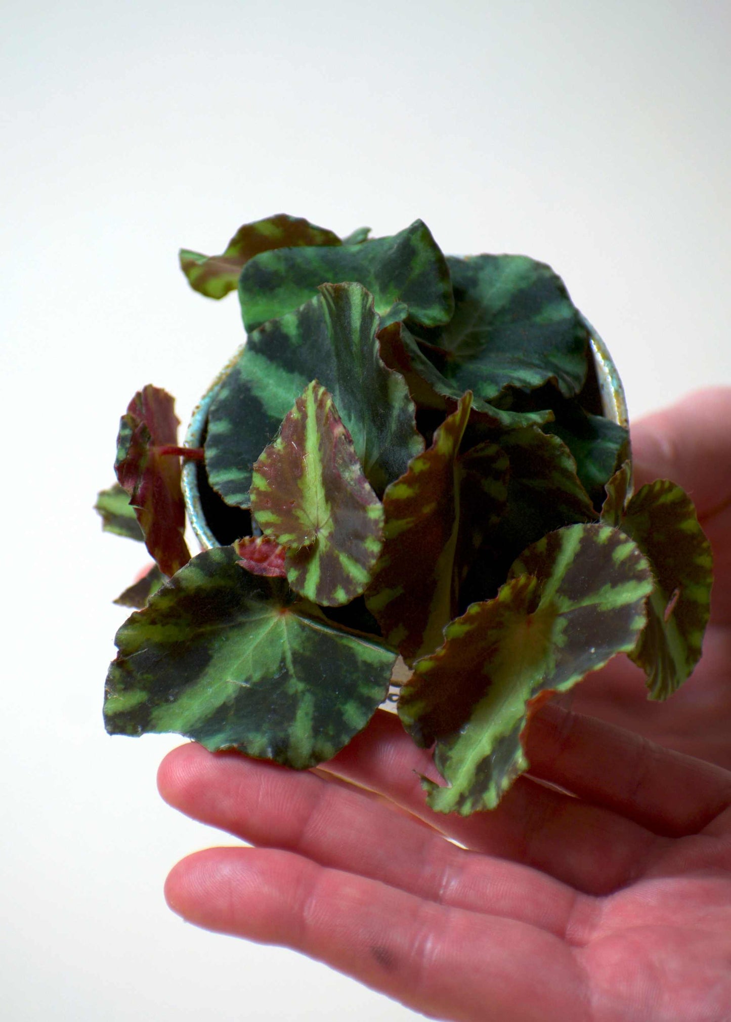 Begonia cleopatrae