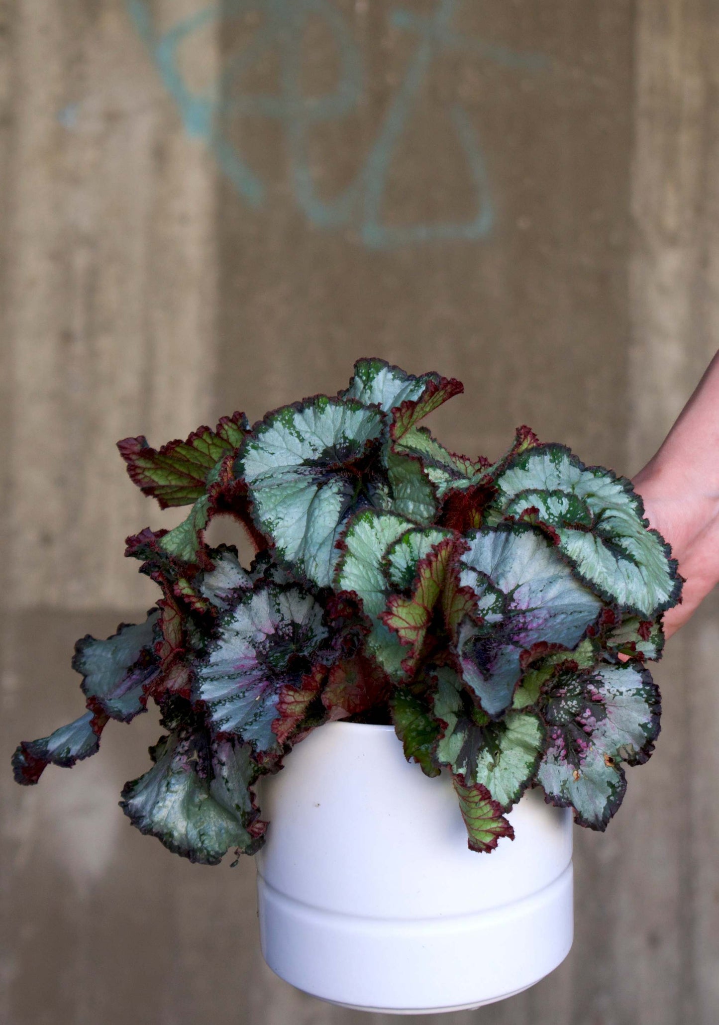 Begonia Rex 'Escargot'
