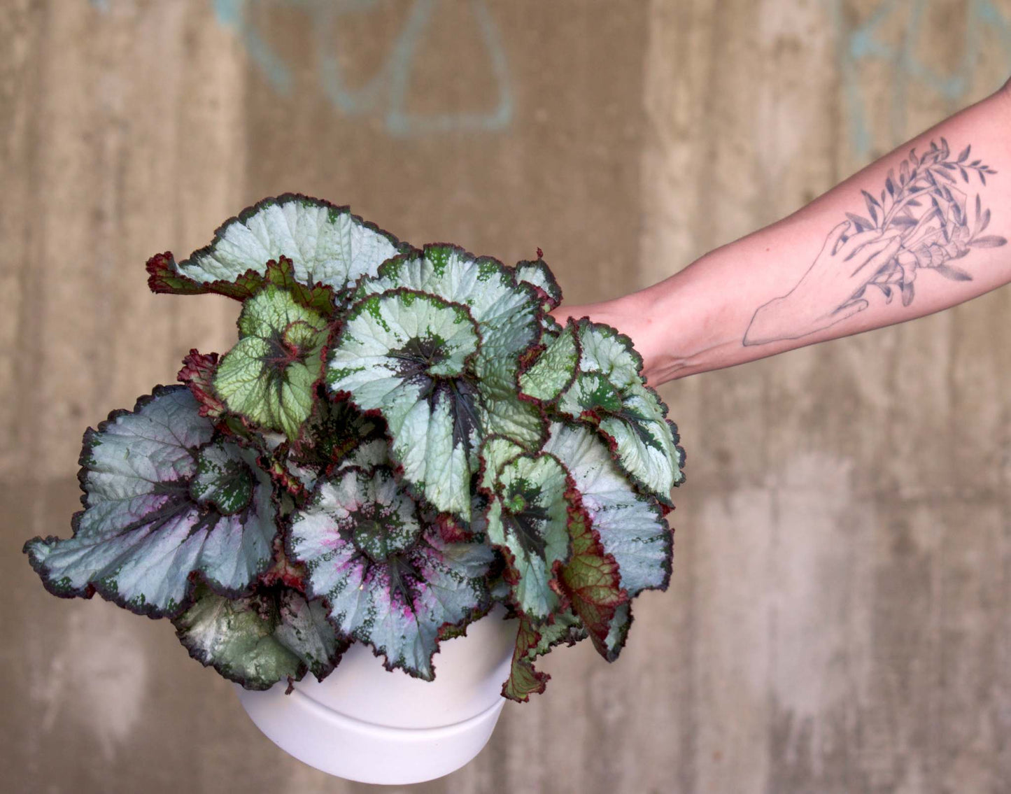 Begonia Rex 'Escargot'
