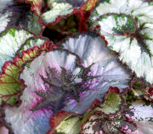 Begonia Rex 'Escargot'