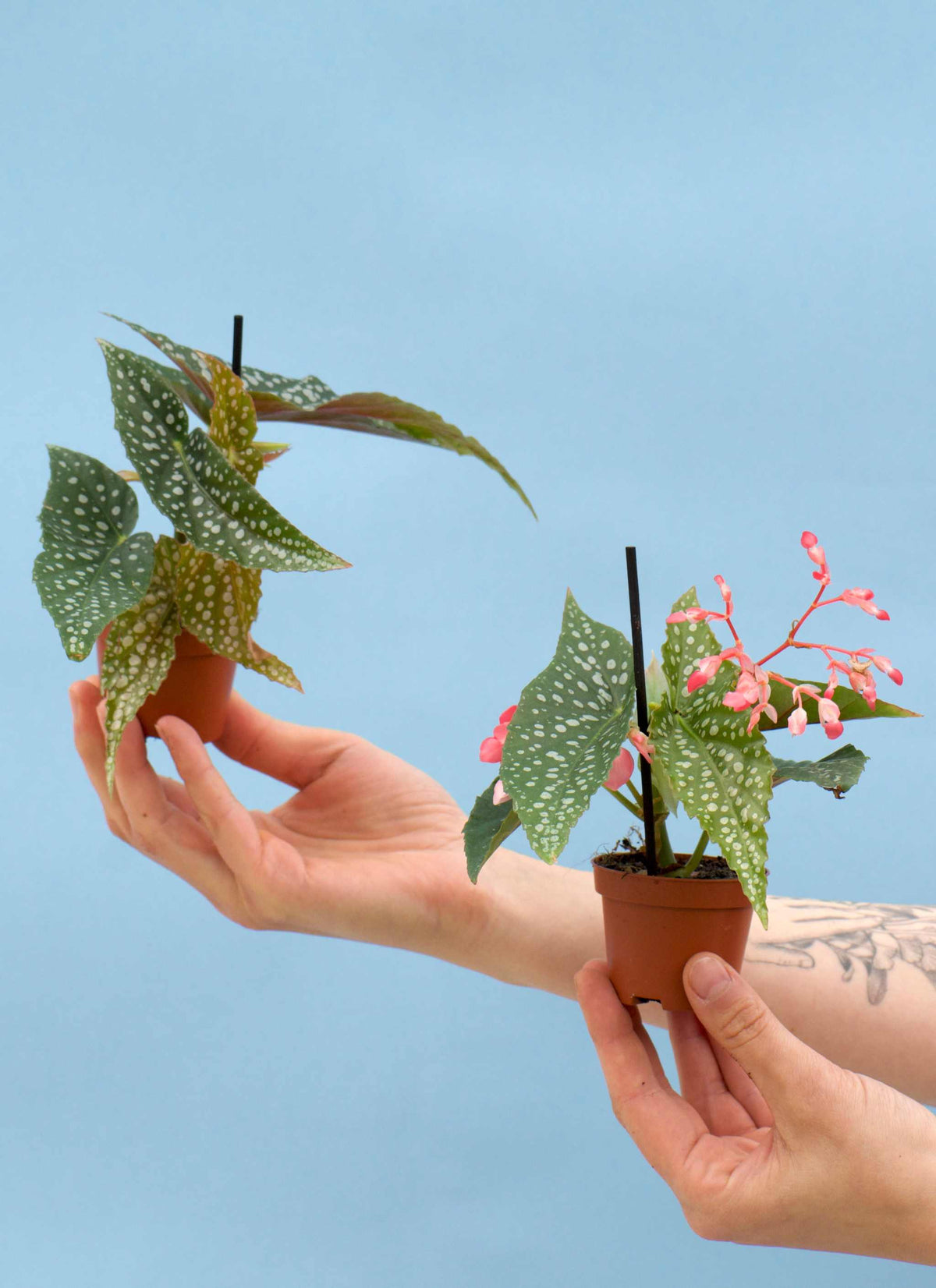 Forellbegonia 'Begonia maculata'