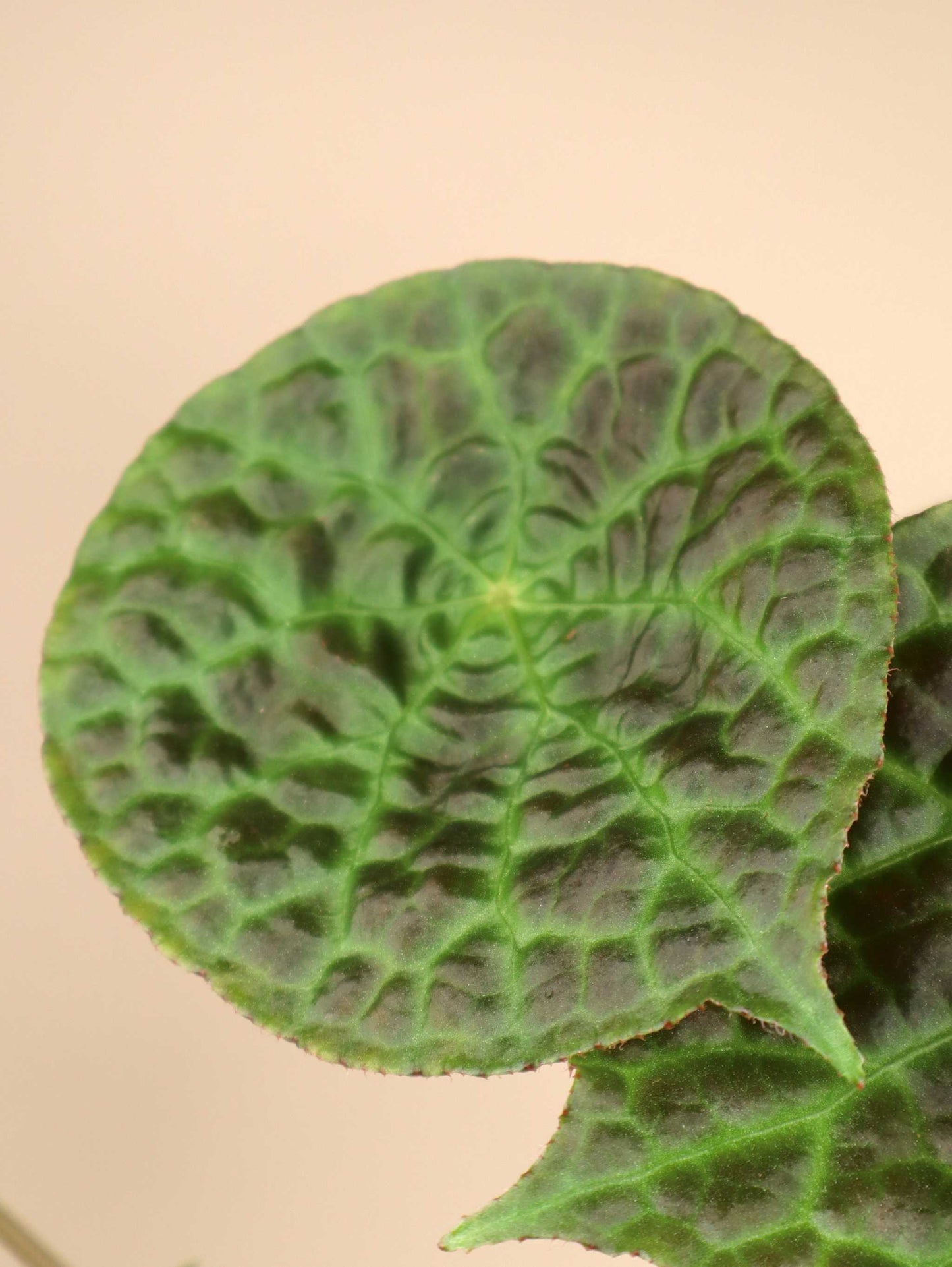 Begonia phuthoensis