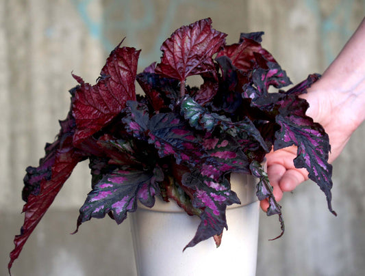 Begonia Rex 'Red Black'