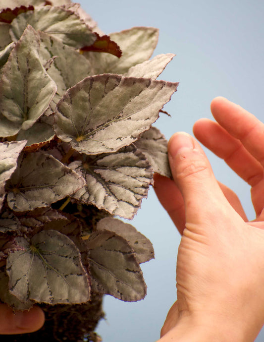 Begonia rex 'Arctic breeze'
