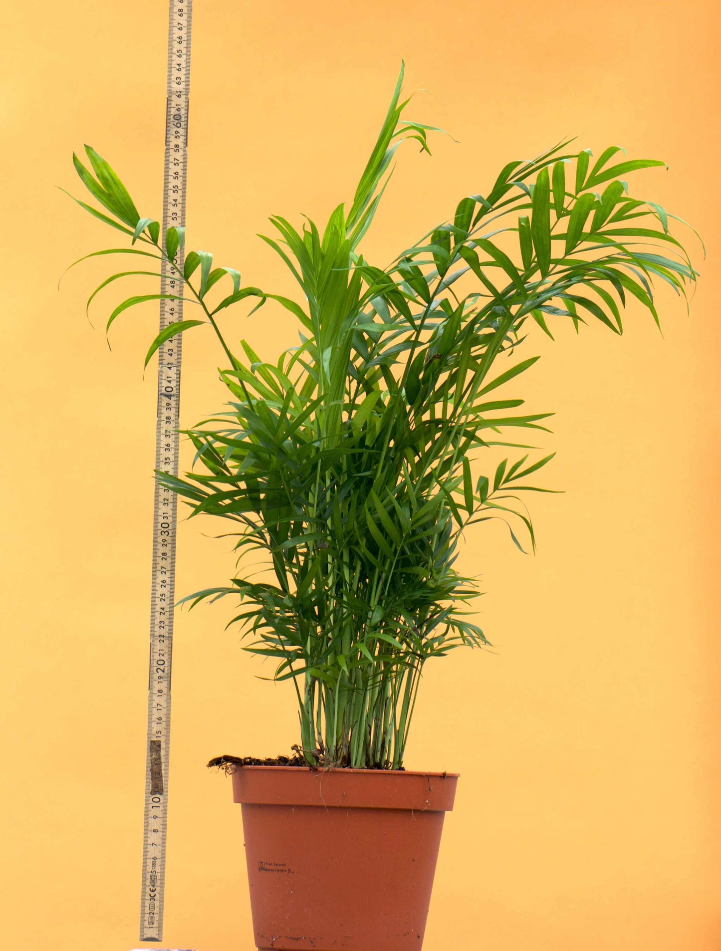 Chamaedorea elegans | parlour palm