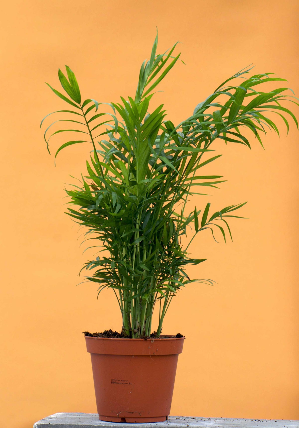Bergpalme 'Chamaedorea elegans'