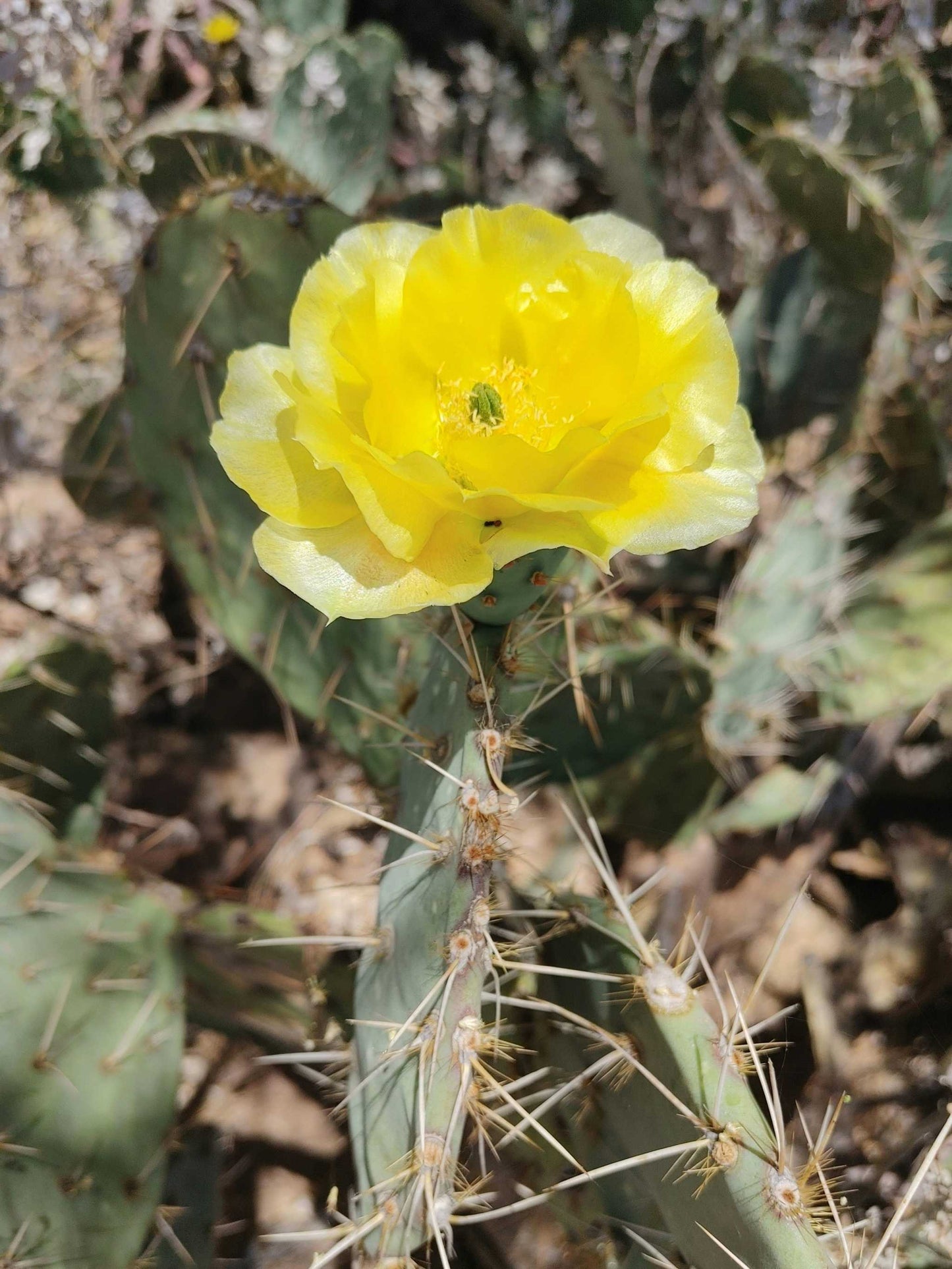Brasiliopuntia 'Brazilian prickly pear' (edible fruits)